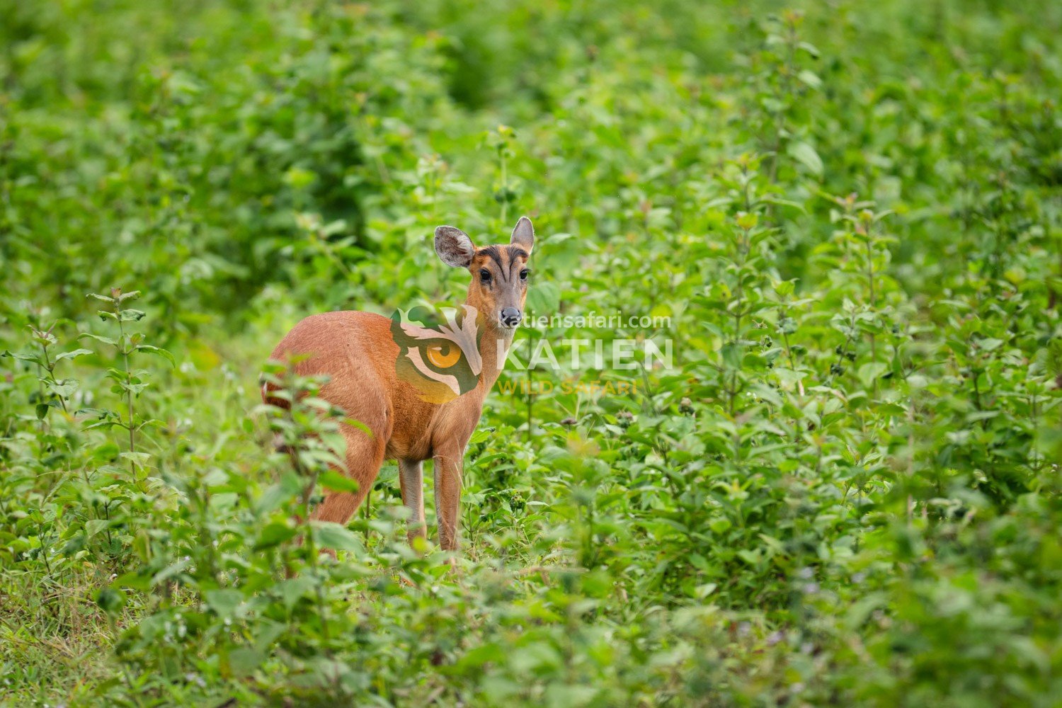 Cat Tien’s muntjacs roam quietly through dense woods and grassy clearings.