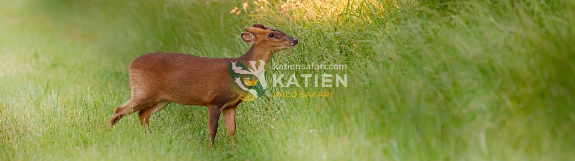 Southern Red Muntjac Deer
