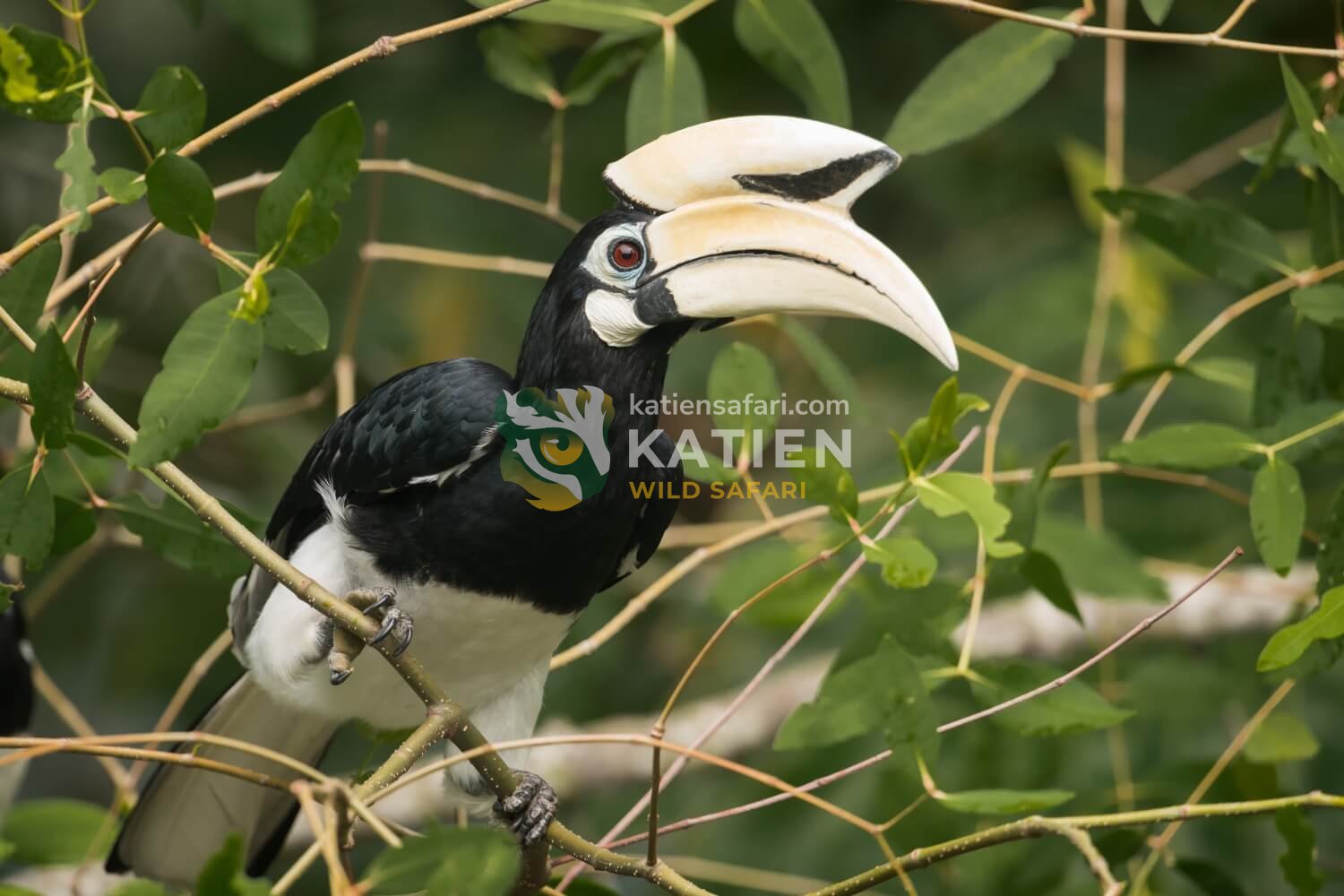 The Oriental Pied Hornbill often thrives near forest edges.