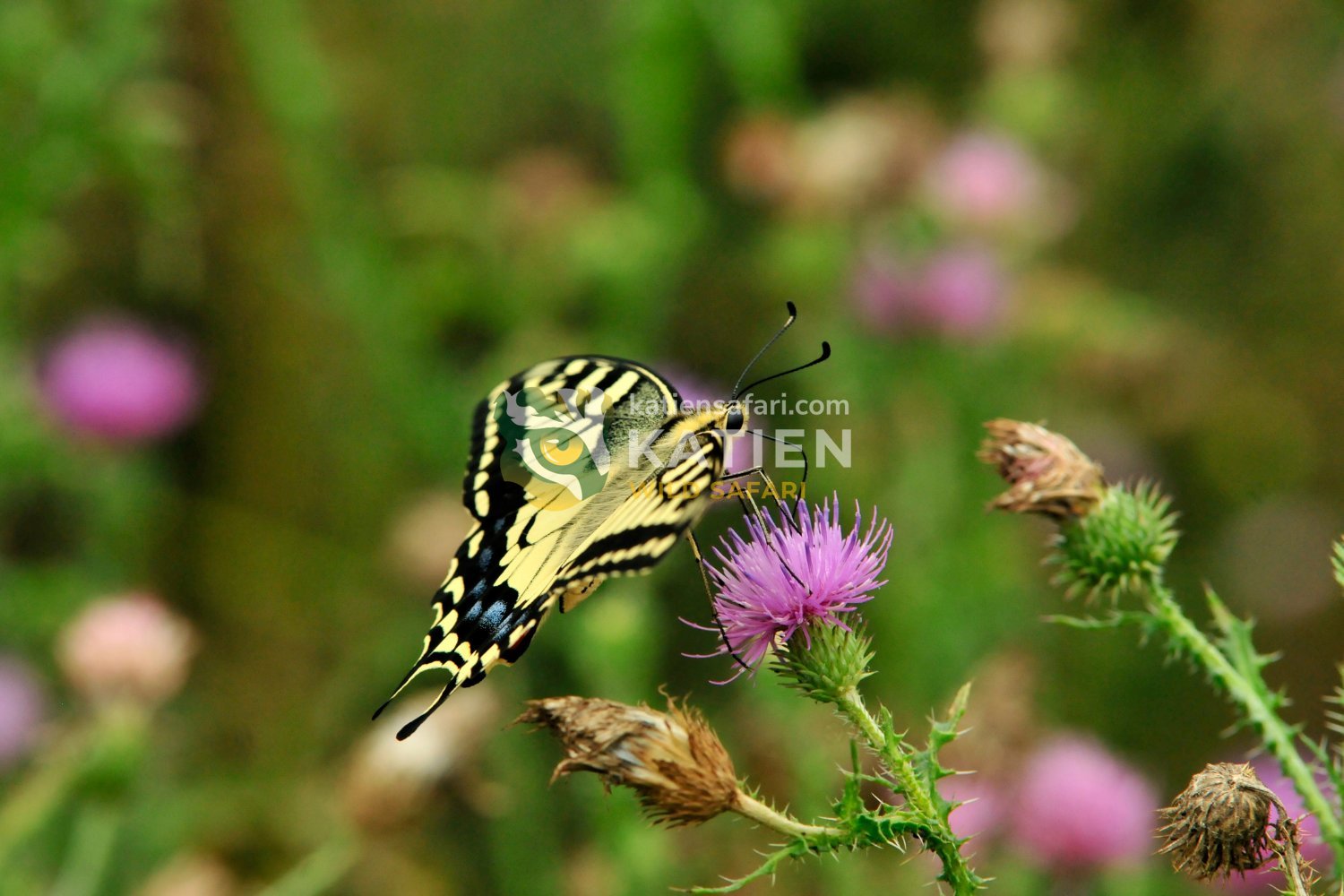 Papilionidae butterflies are known for their bold tails and vivid wings.
