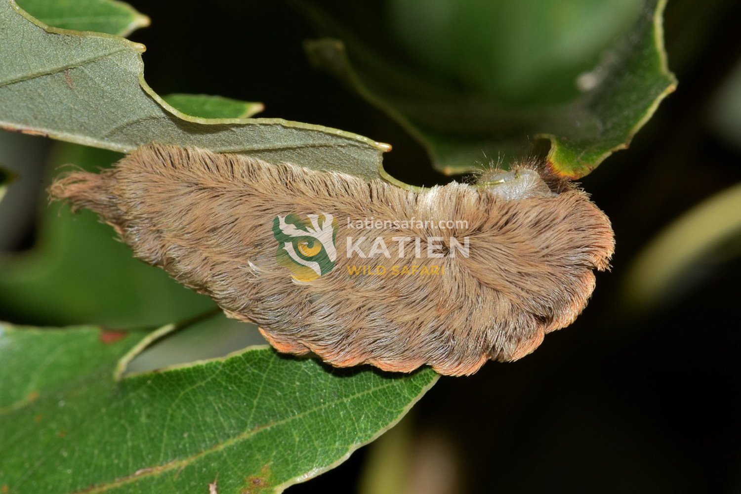Highly venomous puss caterpillar on a leaf