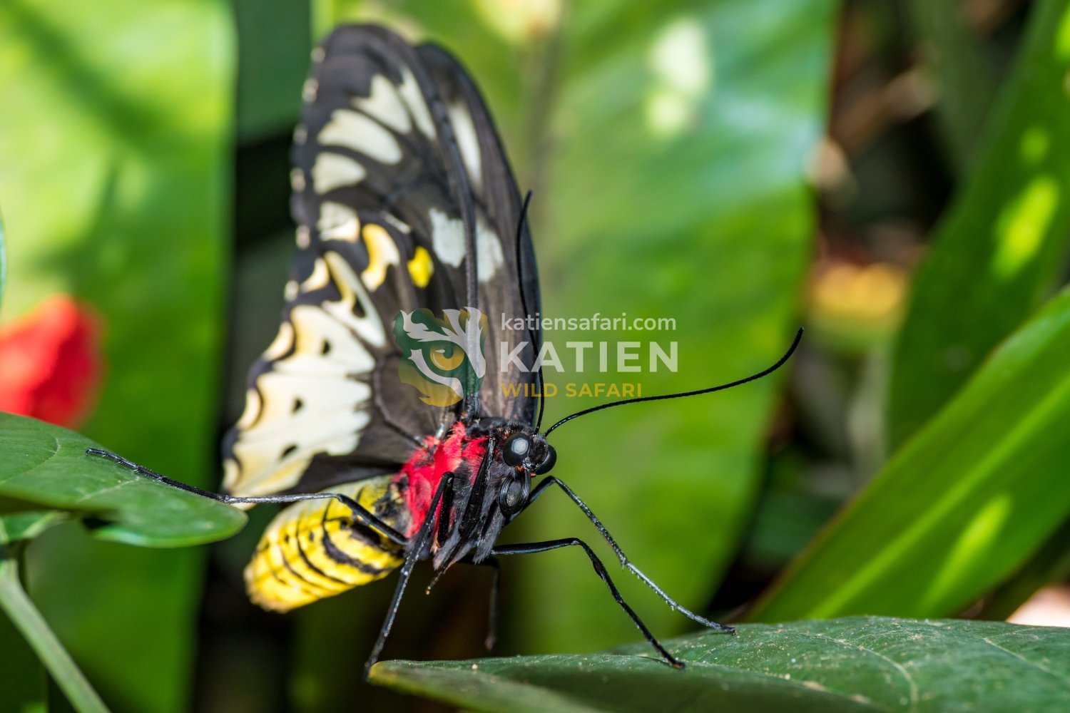 The world’s largest butterfly species is the Queen Alexandra’s birdwing.