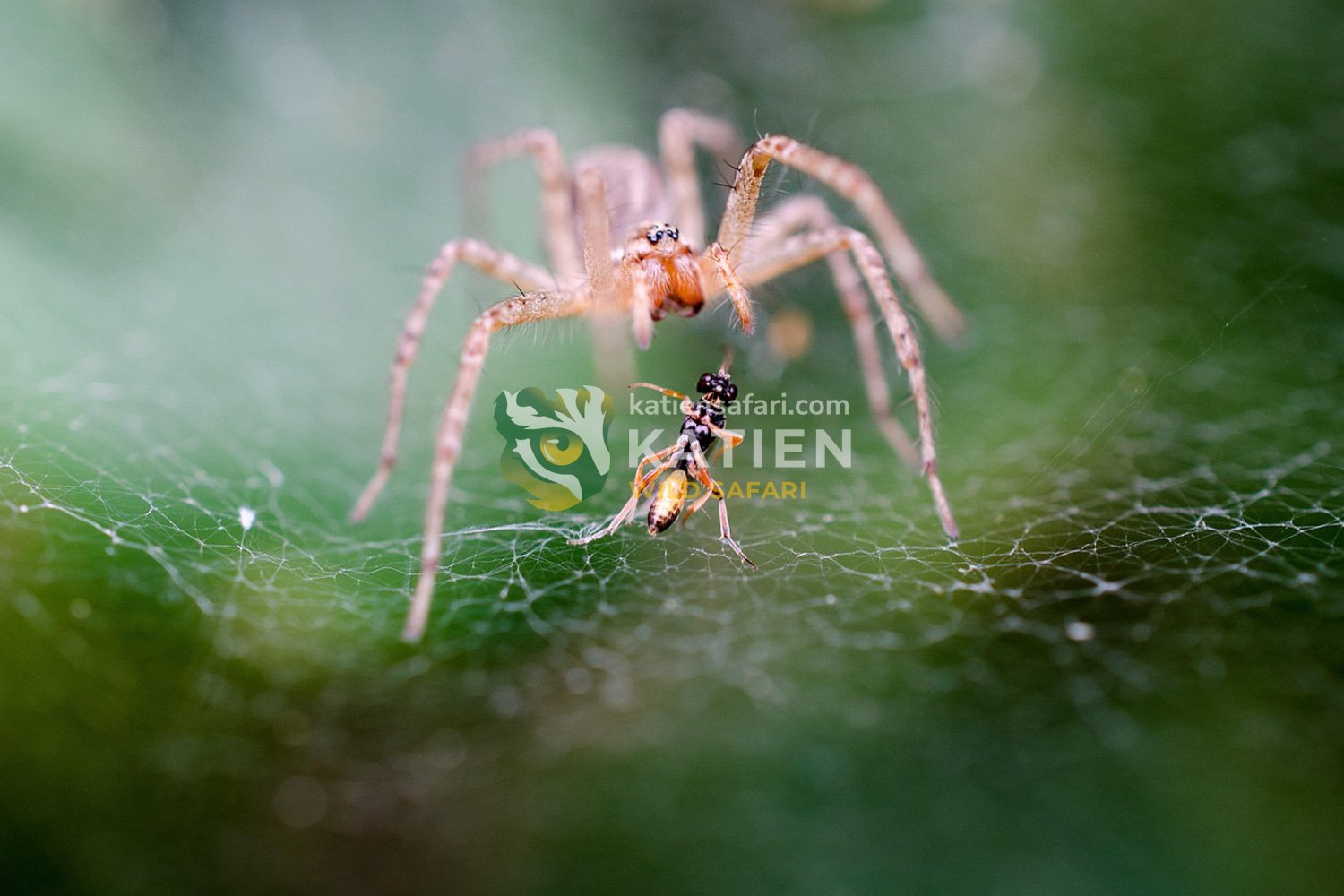 A spider captures an insect trapped in its web.