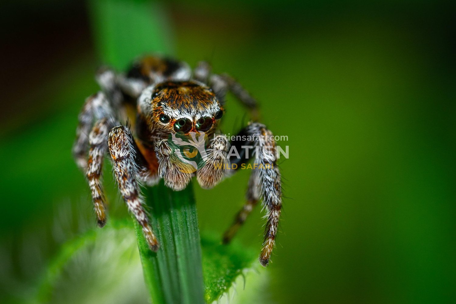 Spider (Araneae): Nature’s Master Web Weaver