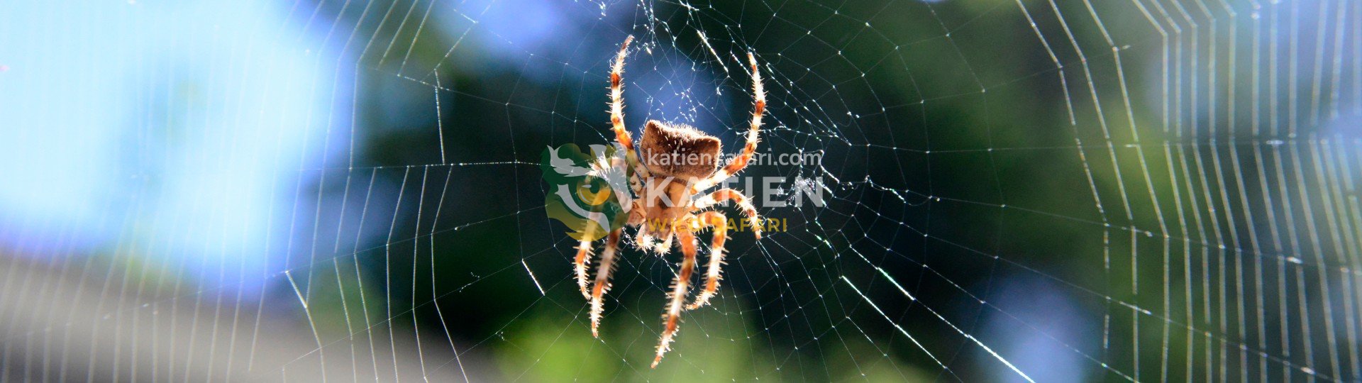 Spider (Araneae)