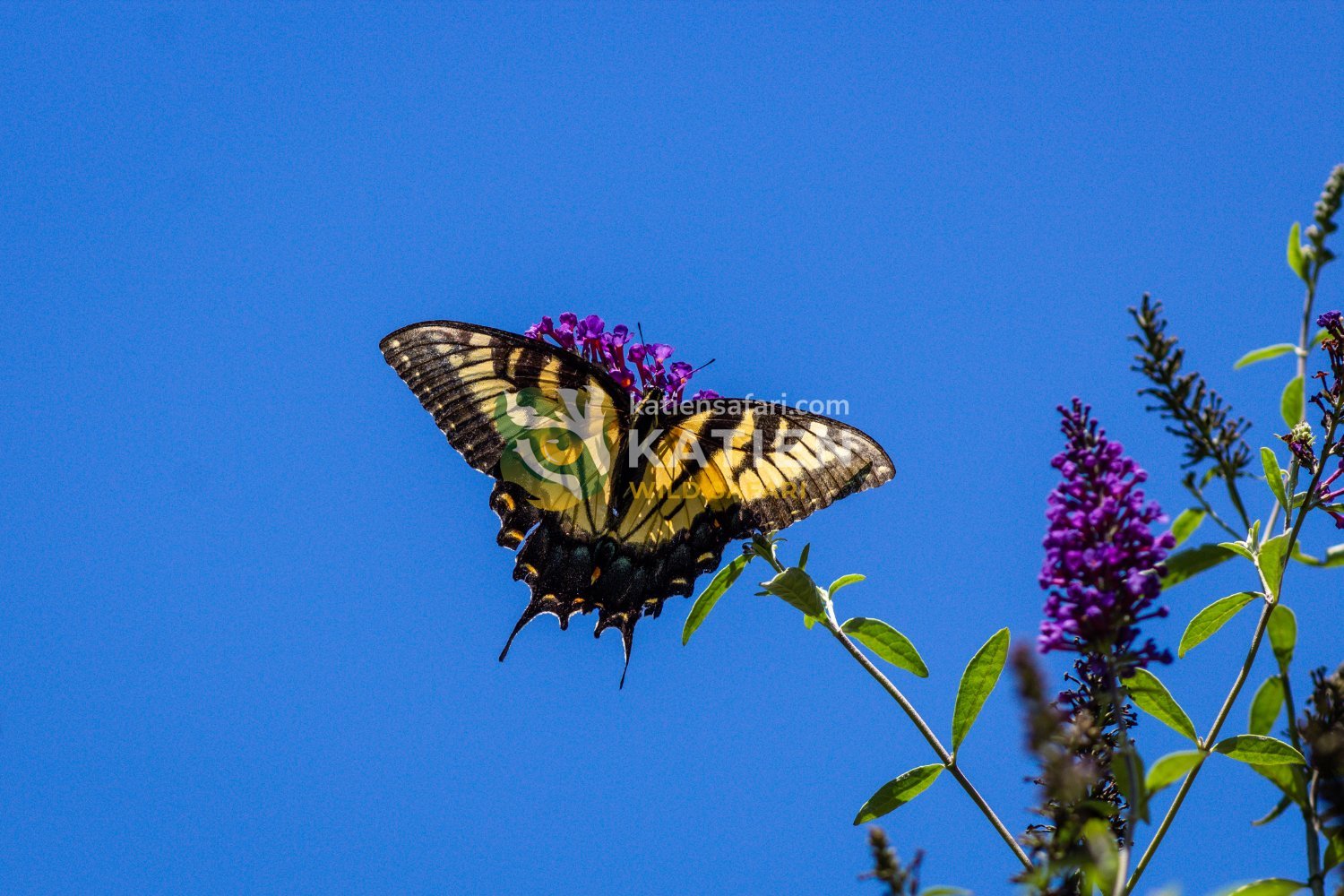 Swallowtails in Cat Tien glide boldly along bright forest trails.