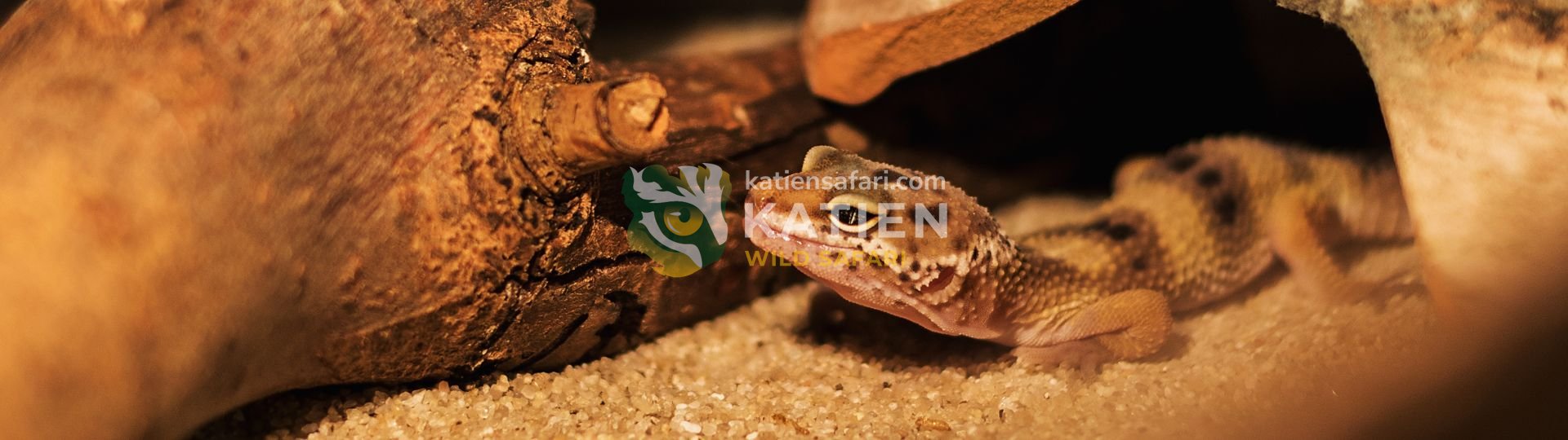 Tokay Gecko (Gekko gecko)