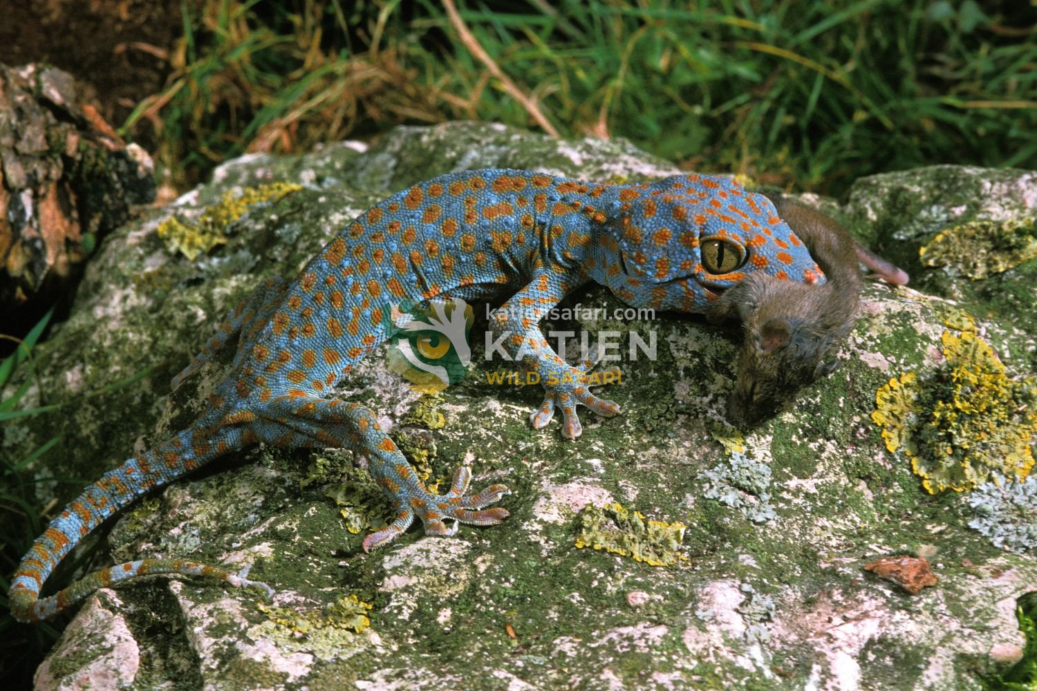 Tokay geckos feed mainly on insects and small vertebrates.