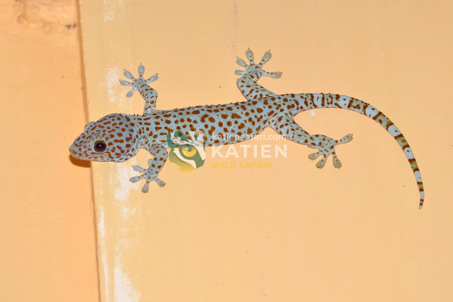 Vietnam hosts many strong Tokay gecko populations.