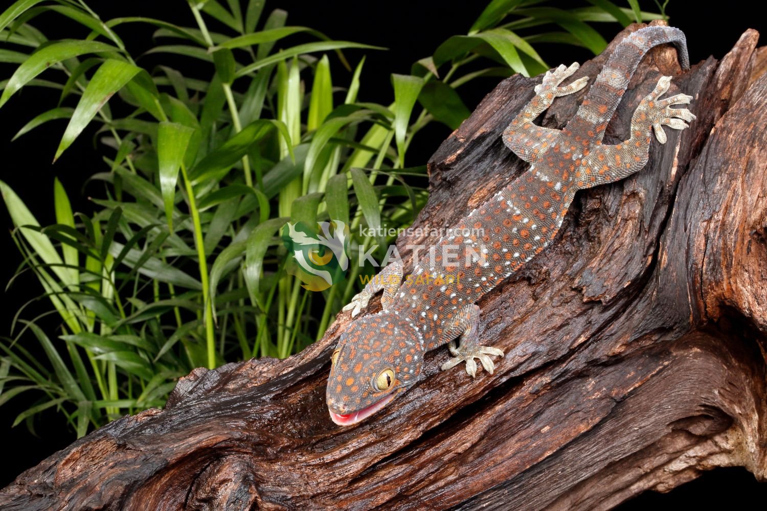 The Tokay gecko shows striking physical traits.