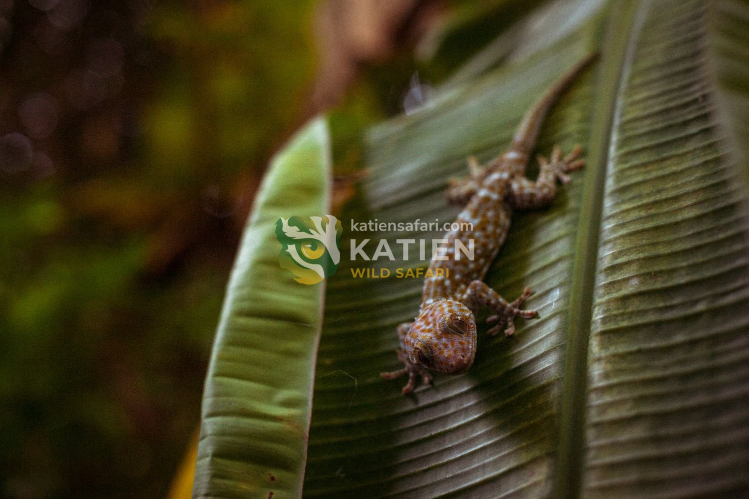 This species prefers humid forests and rocky shelters.