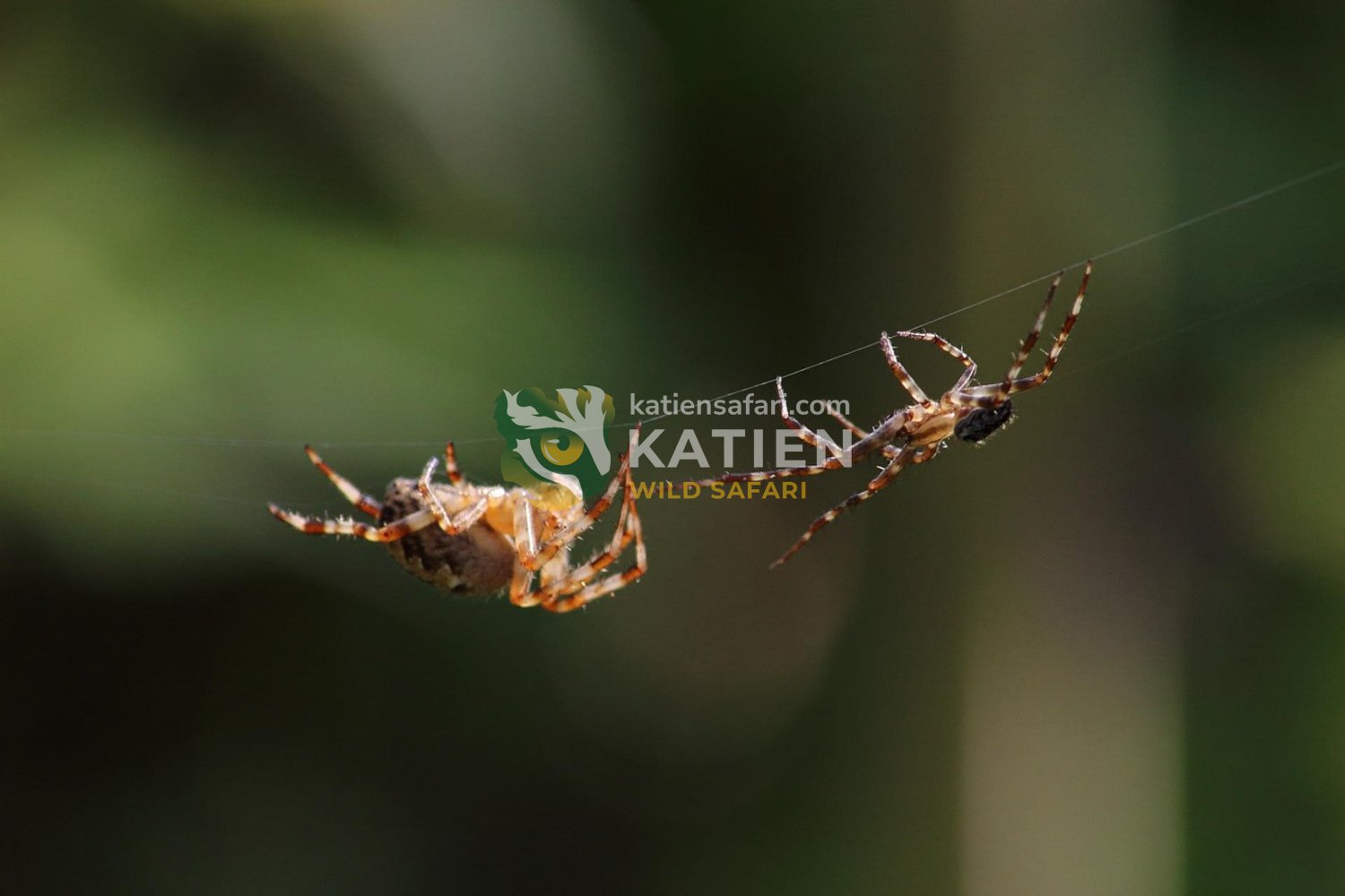 Two spiders meet on a silk line.