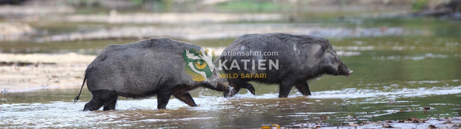 Wild Boar (Sus scrofa)