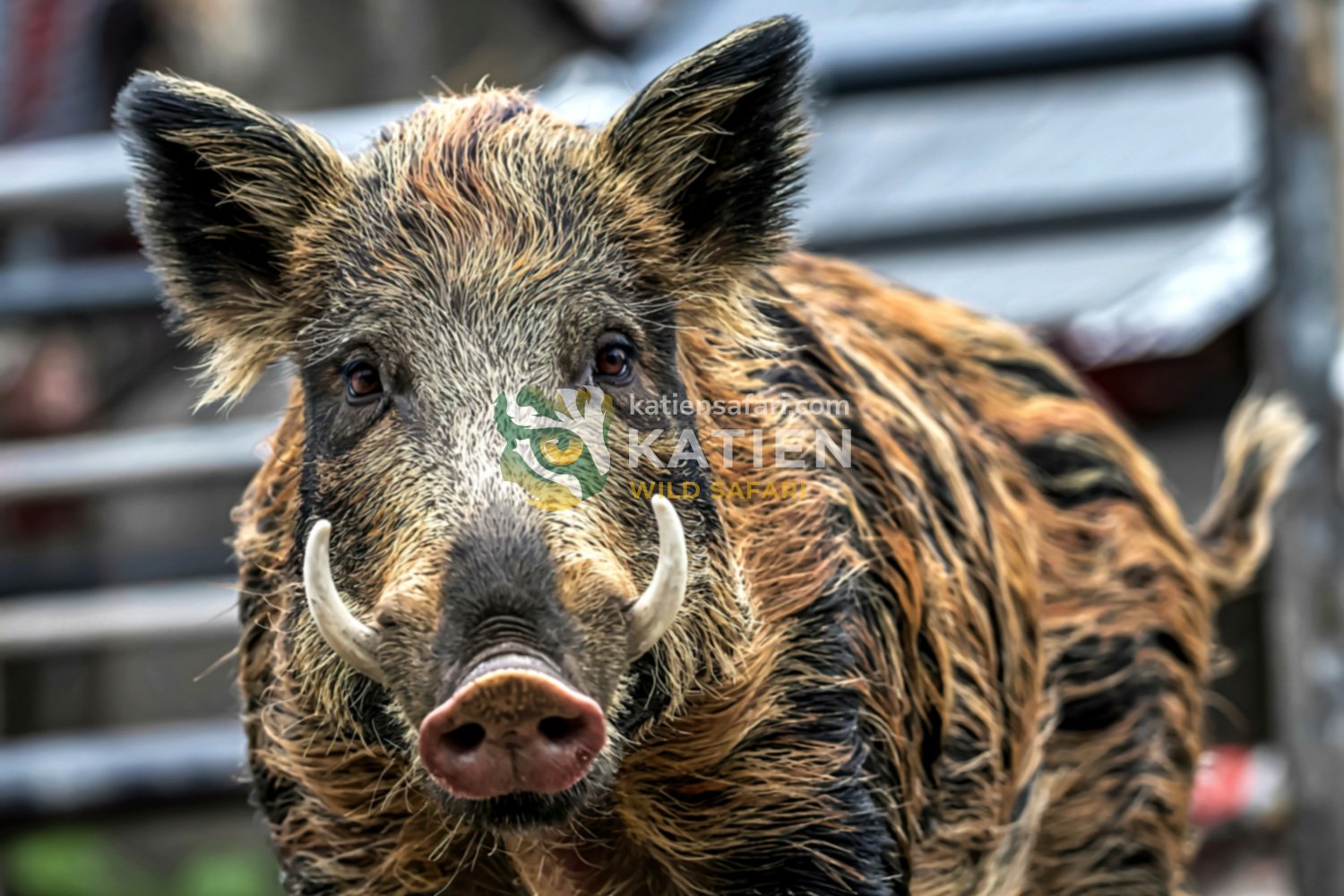 Wild boar close up.