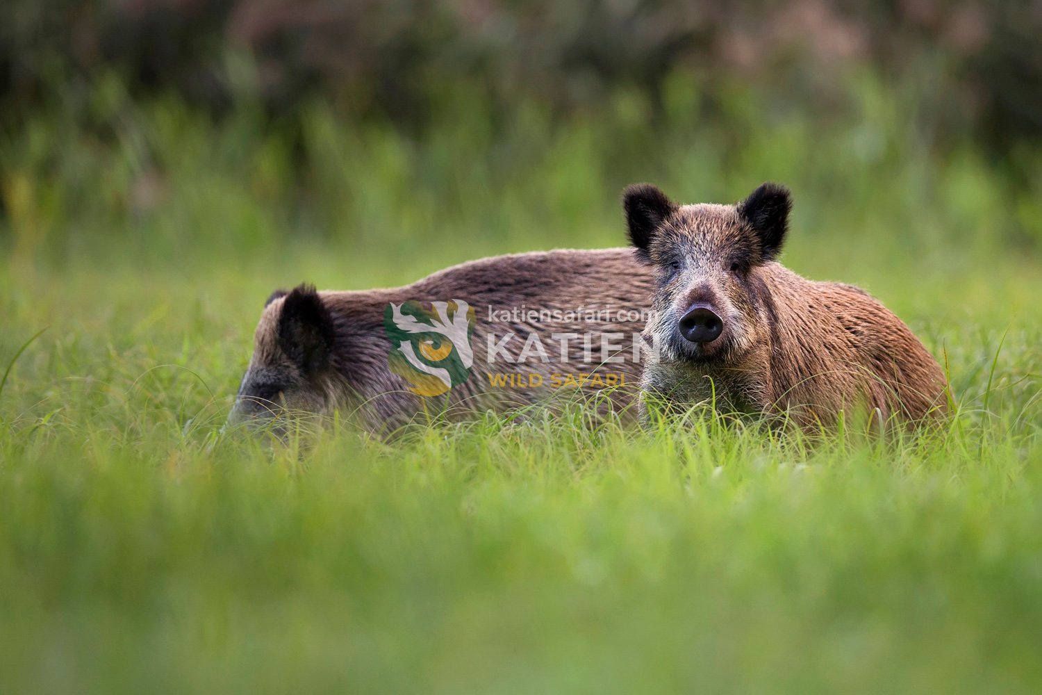 Wild boars in the meadow.