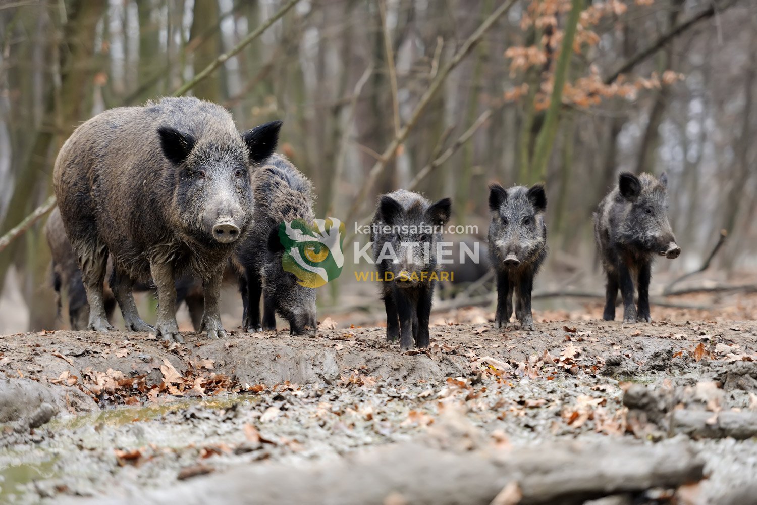 Wild boar mother leading her young.