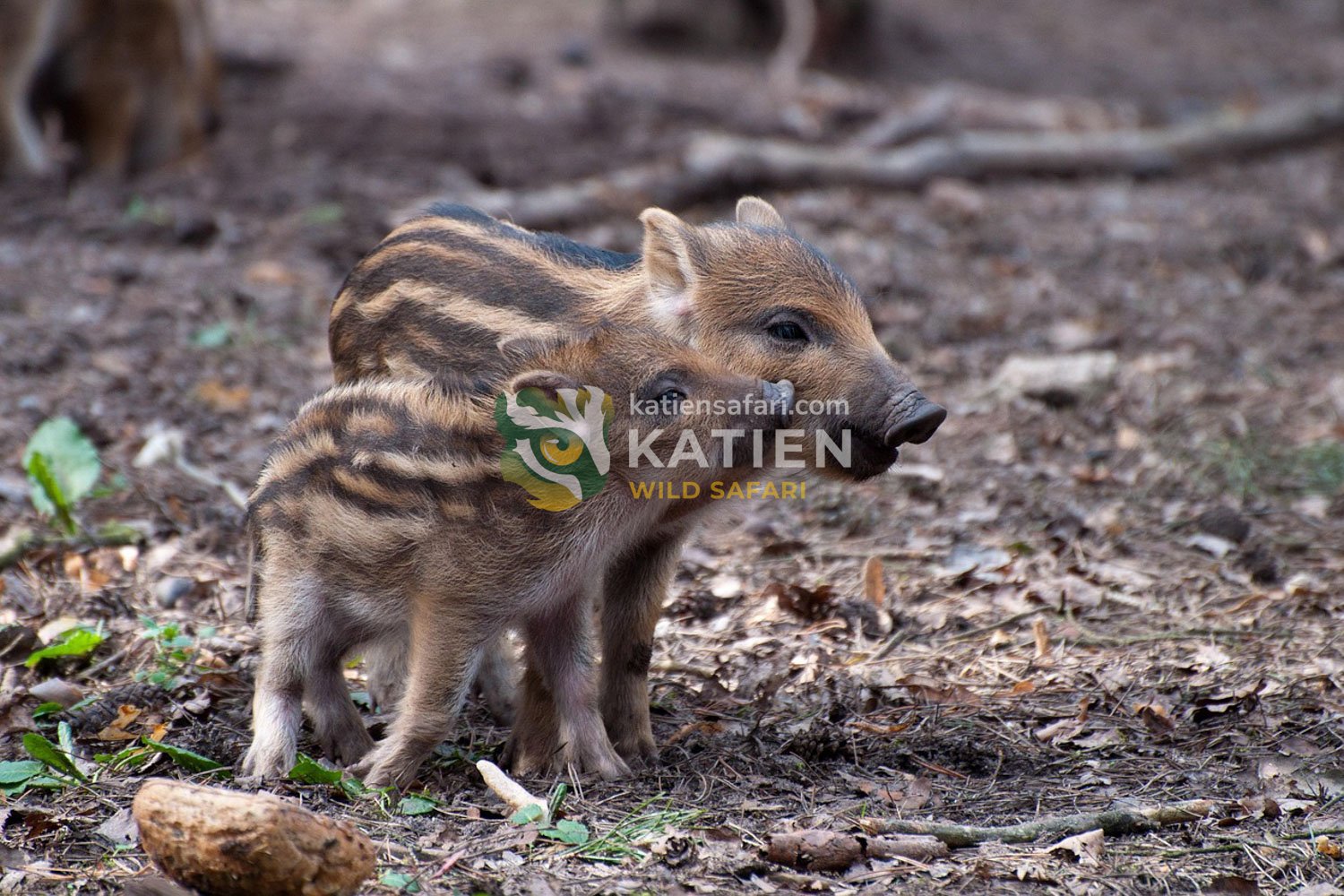 Wild boar piglets.