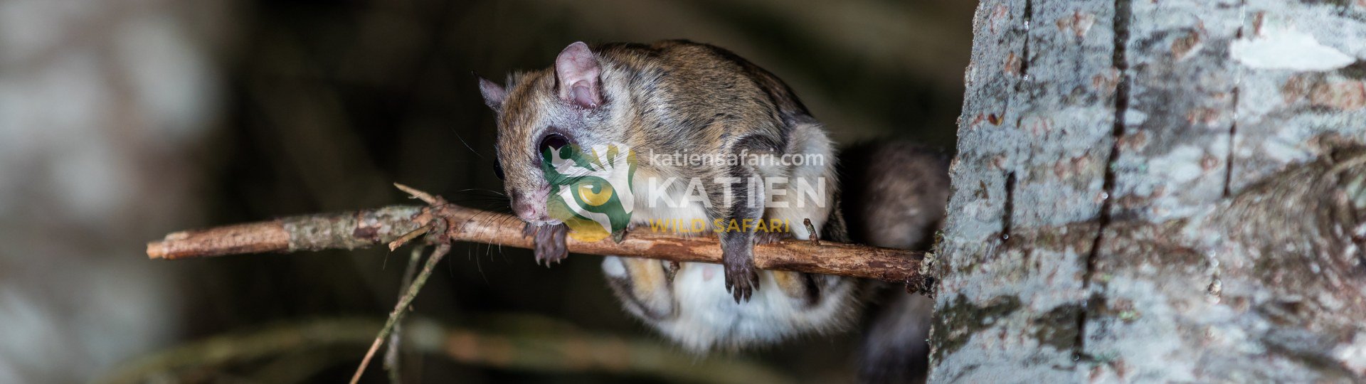 Flying Squirrel (Pteromyini)