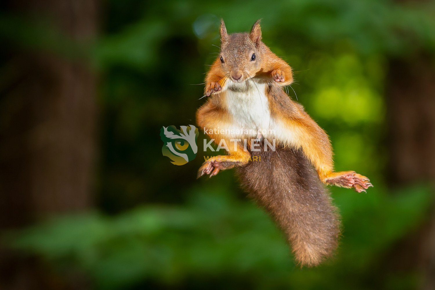 The flying squirrel has large eyes and soft, dense fur.