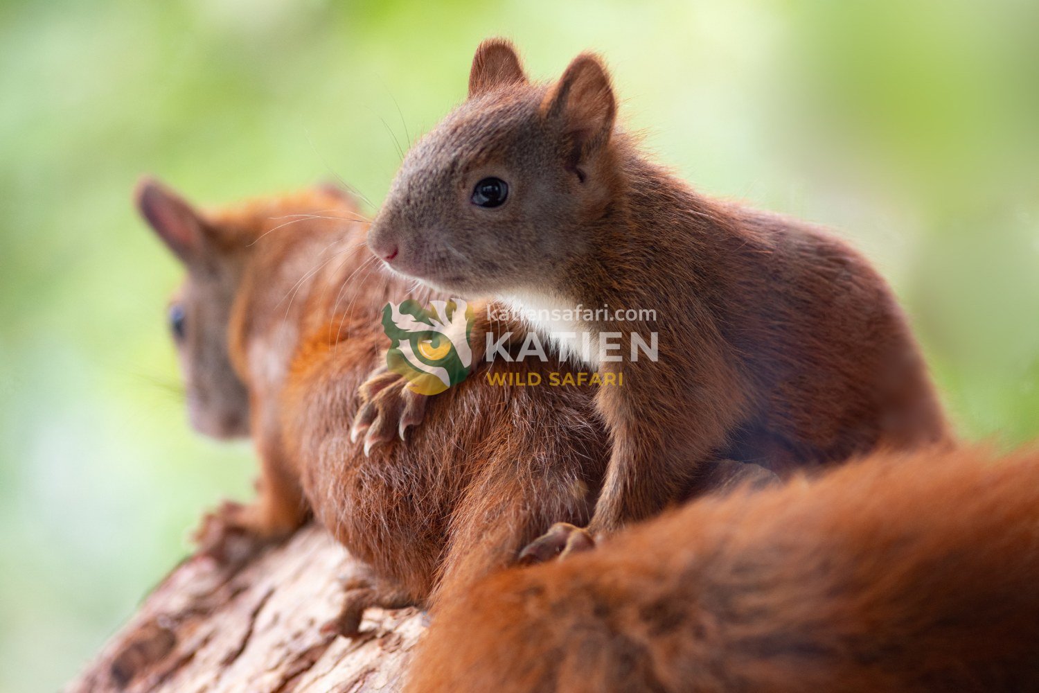 Parental care continues until the young can glide alone.