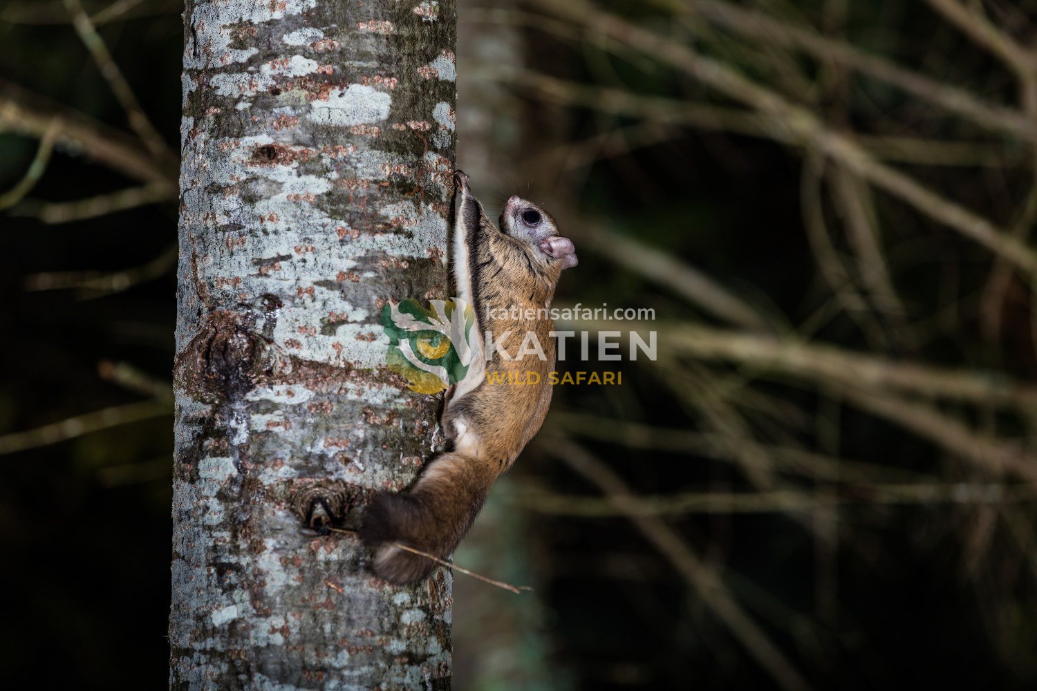 Strong limbs allow it to move quickly between trees.