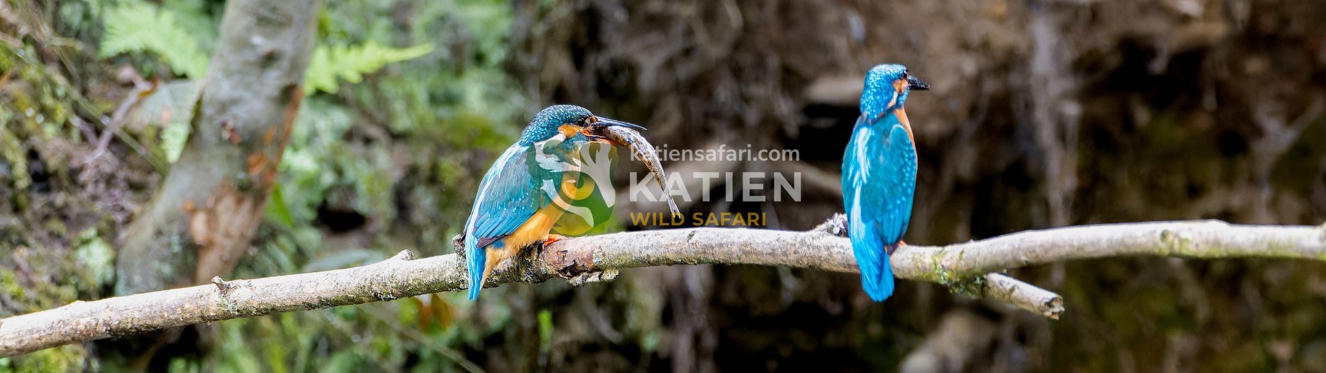 Kingfisher (Alcedinidae)