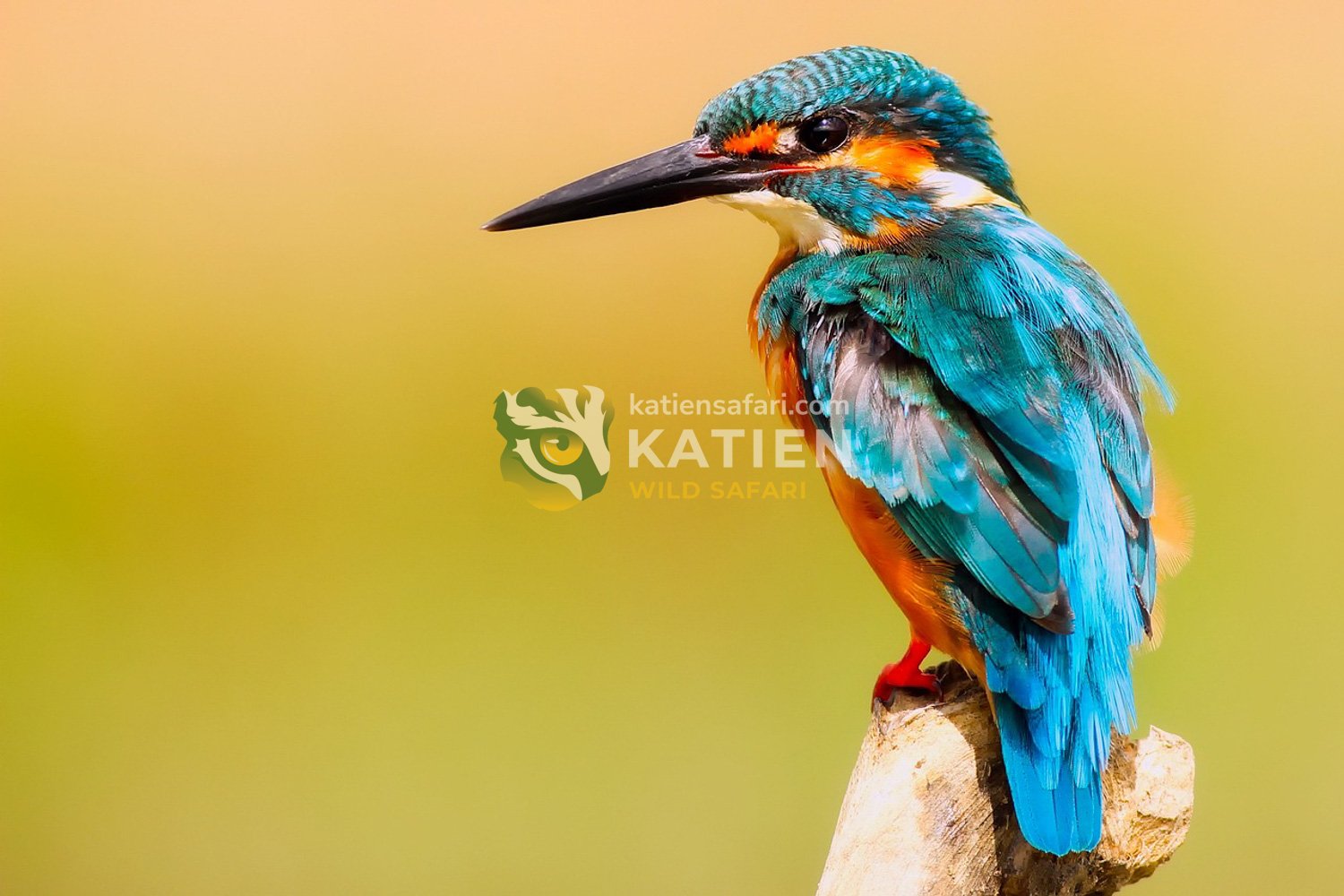 Kingfisher perched on a branch with bright blue and orange plumage.