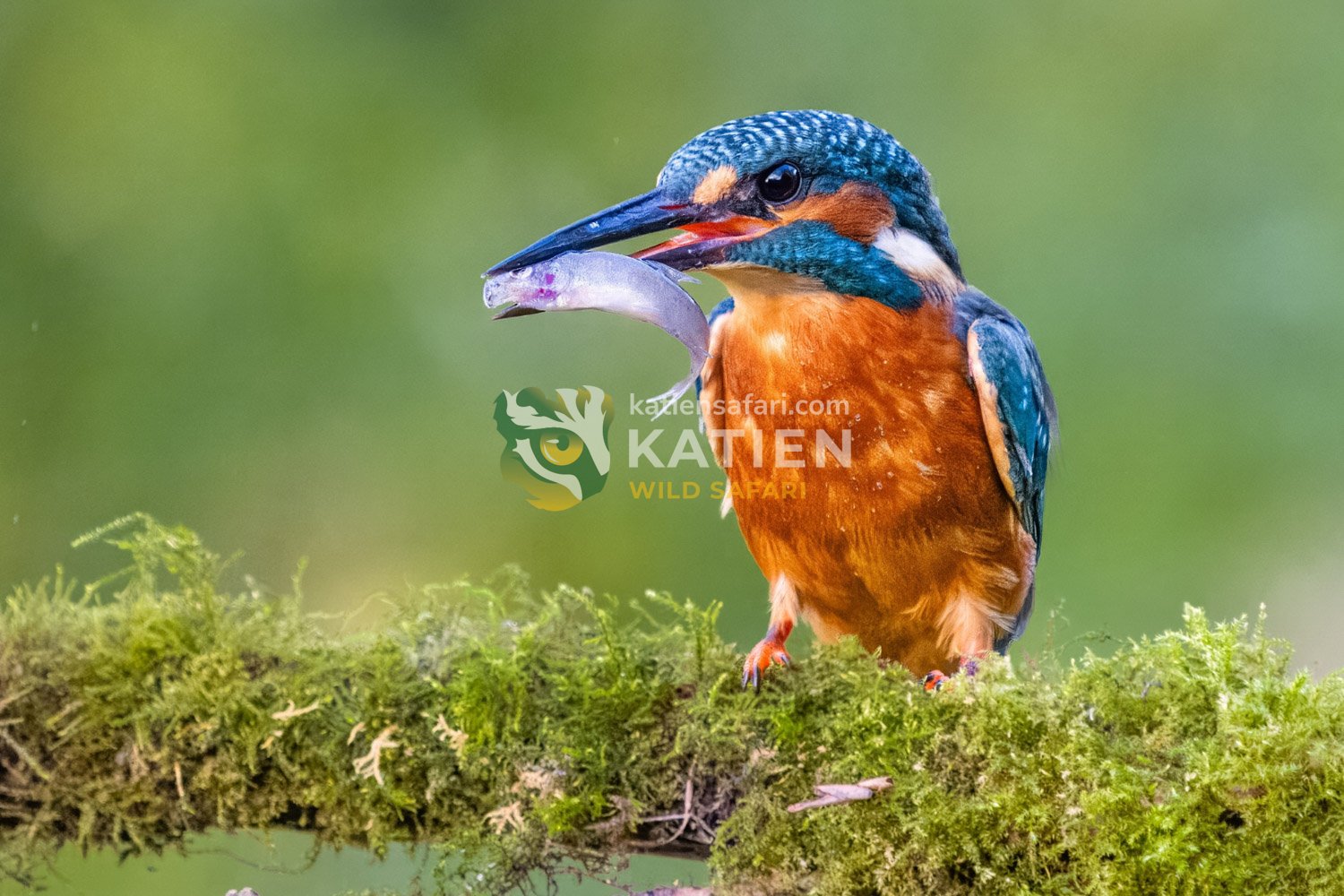 A kingfisher perched on a branch with a freshly caught fish.