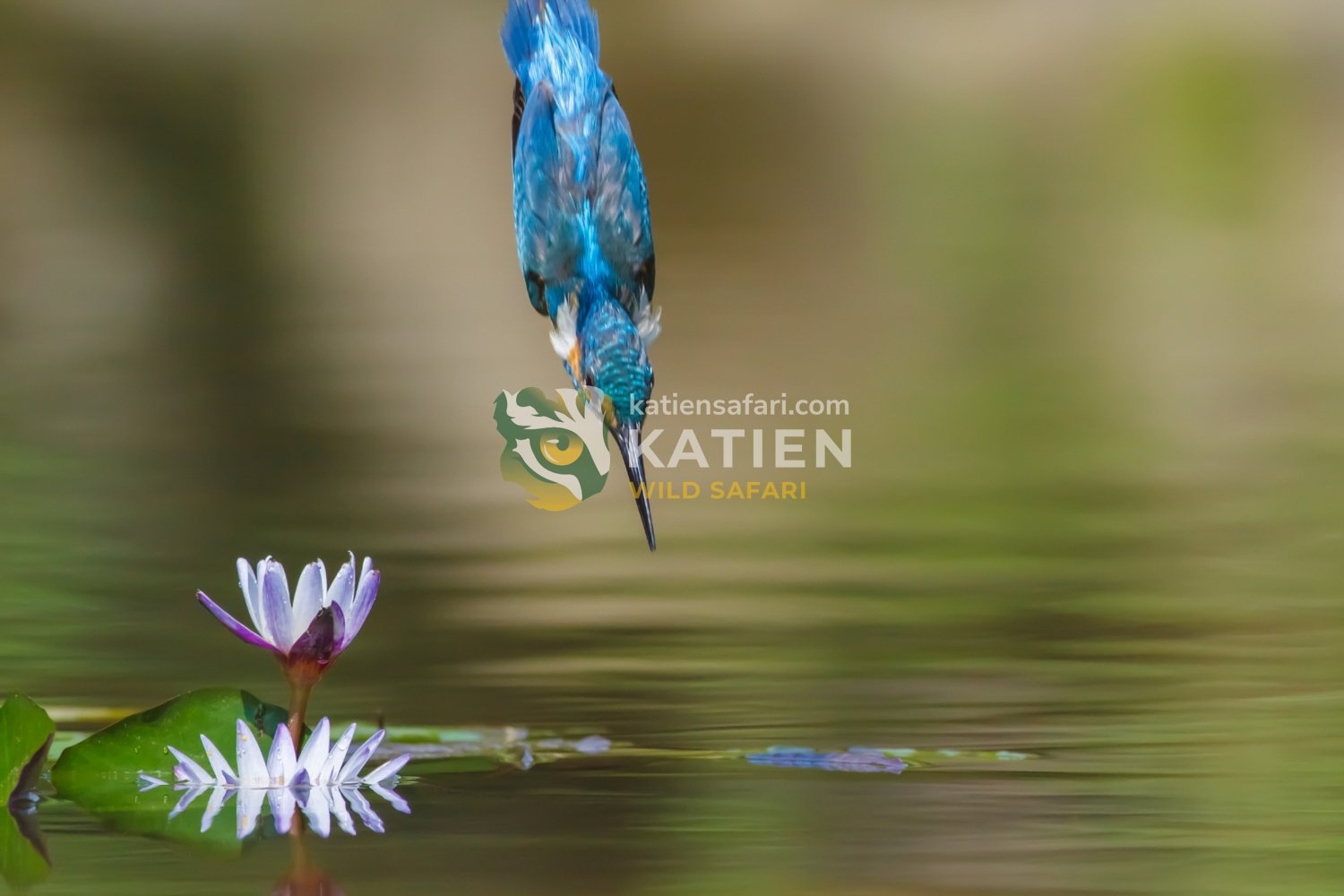 A kingfisher plunges toward the water in a perfect hunting dive.