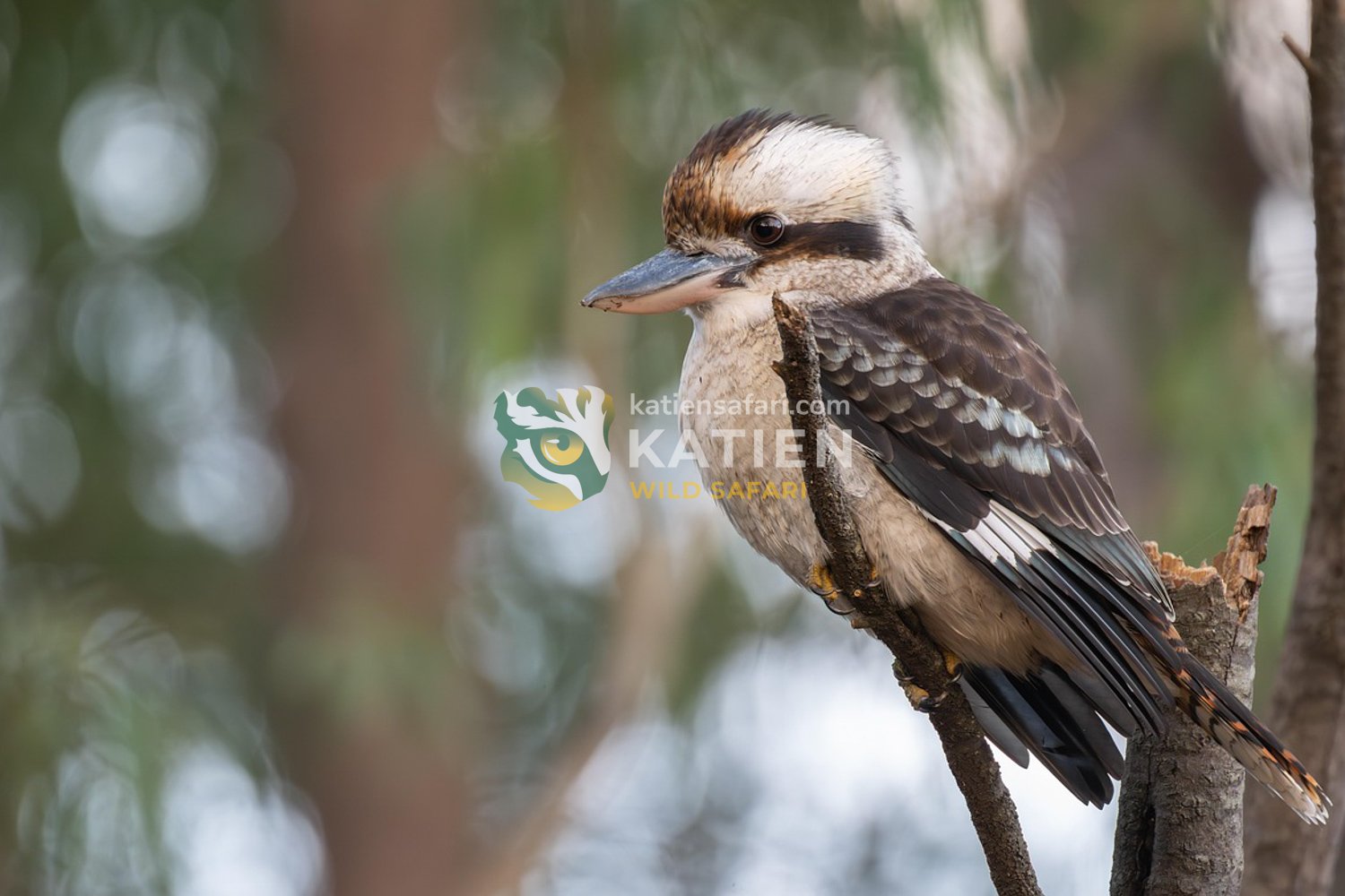 A laughing kookaburra resting on a branch.