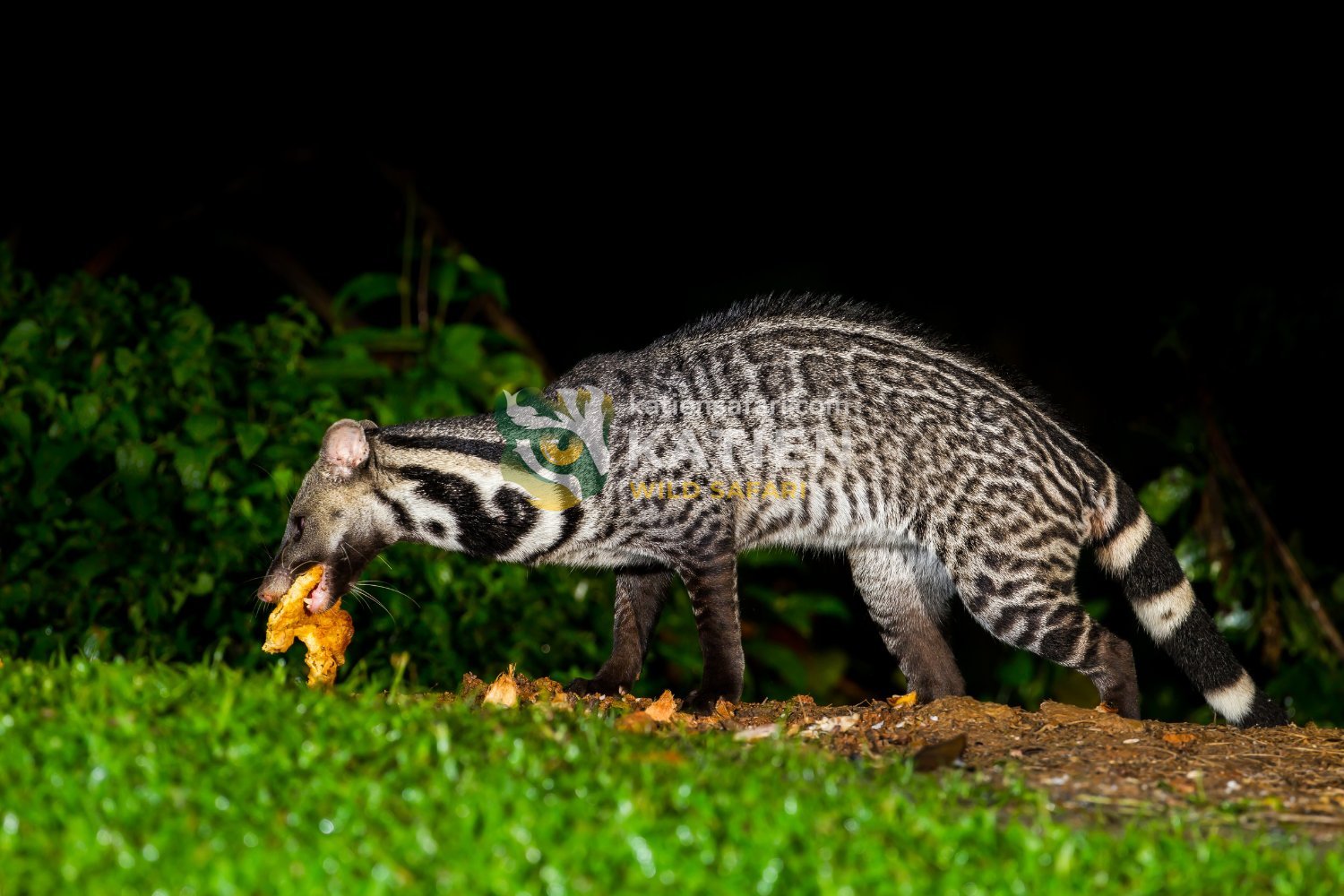 The large Indian civet hunts at night using sharp senses.