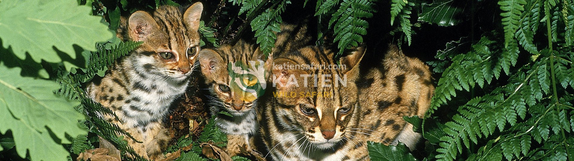 Leopard Cat (Prionailurus bengalensis)