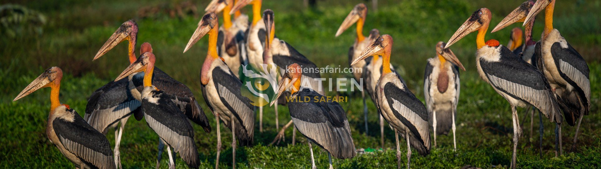 Hornbill (Bucerotidae)