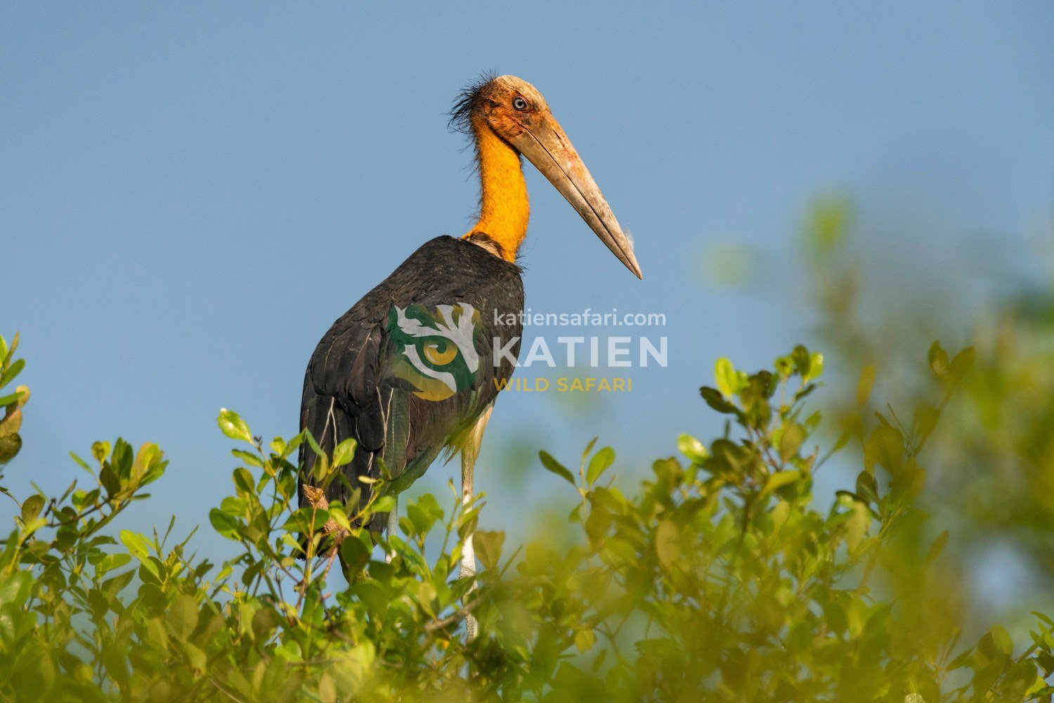 The stork shows a tall frame with a bald head and dark wings.