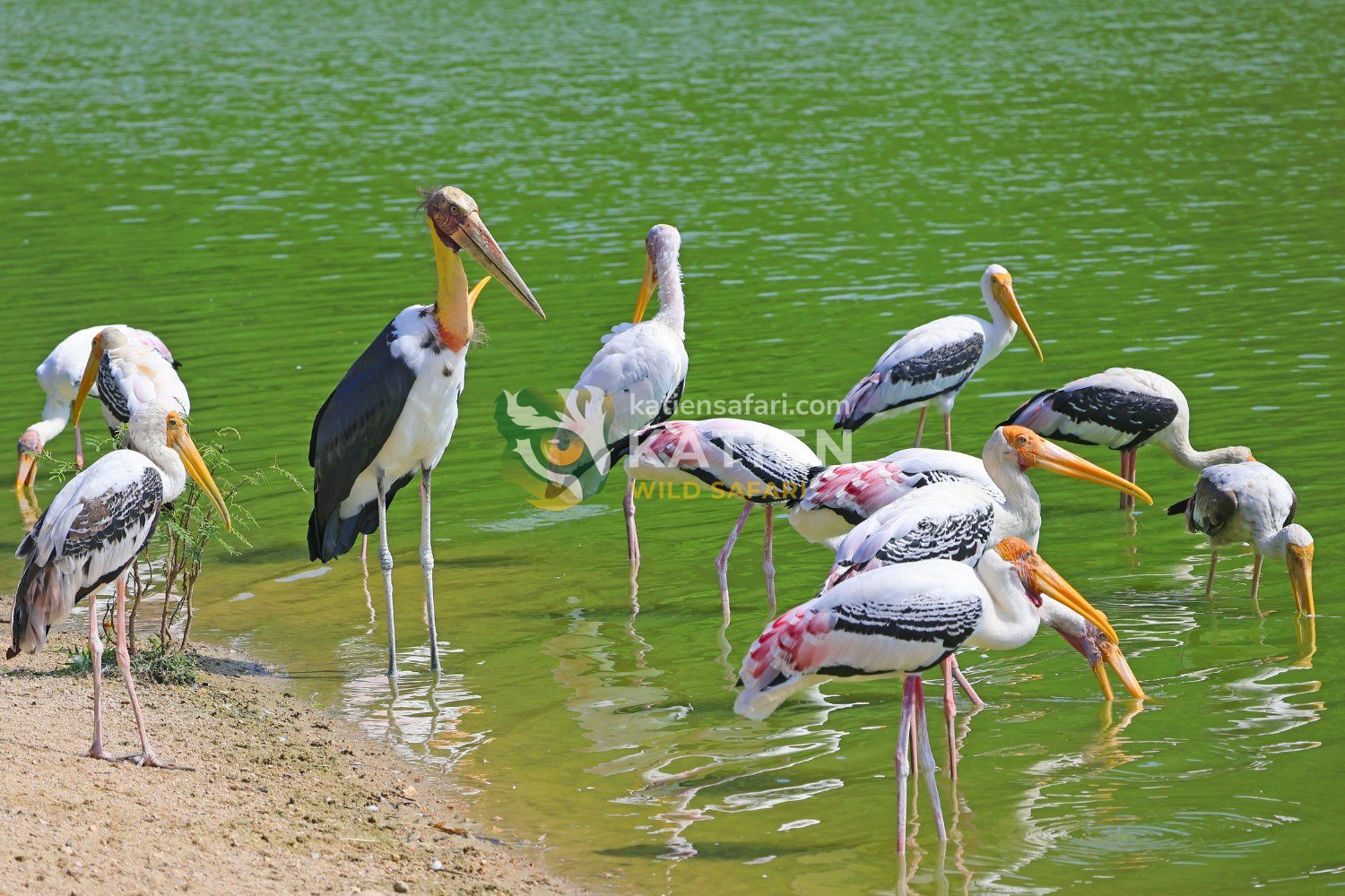 Its preferred home includes wetlands, marshes, and flooded forests.