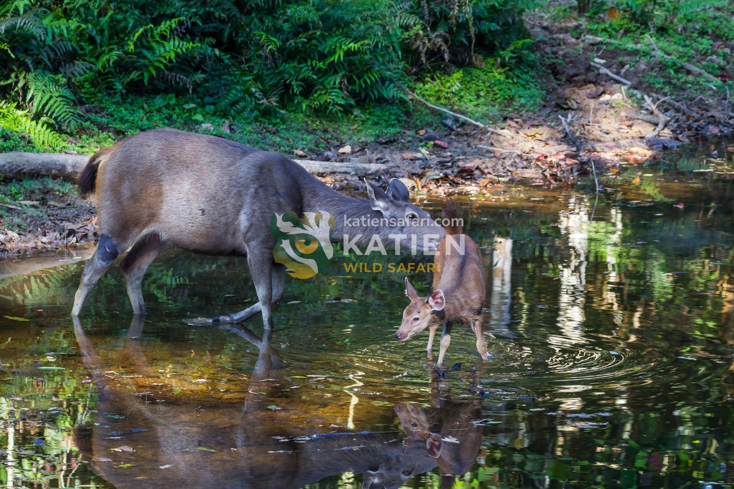 Female sambar deer and its fawn.