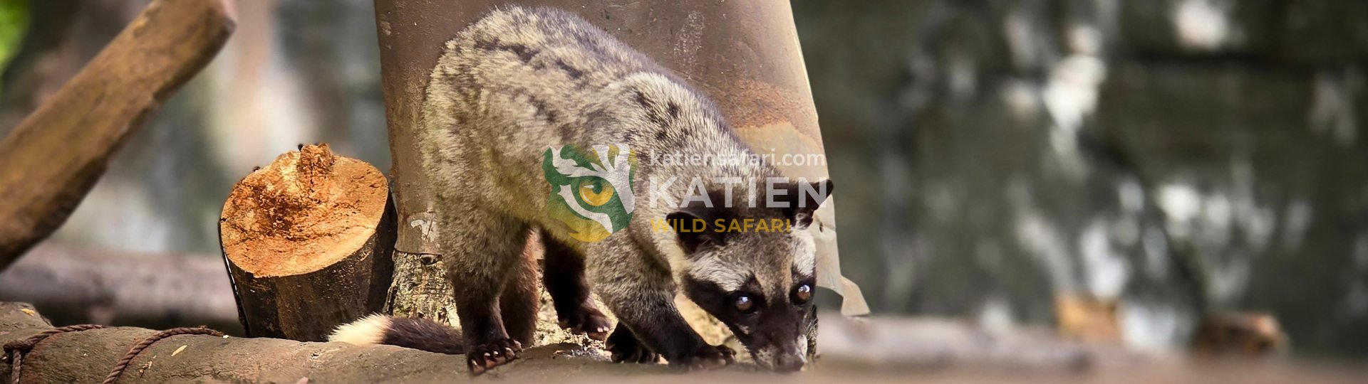 Palm Civet