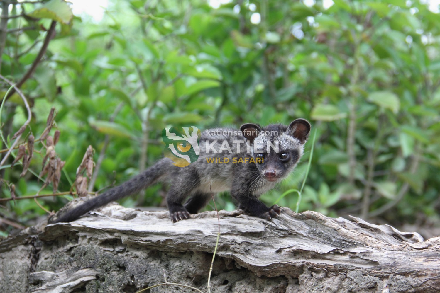 Baby civets open their eyes after several days of care.