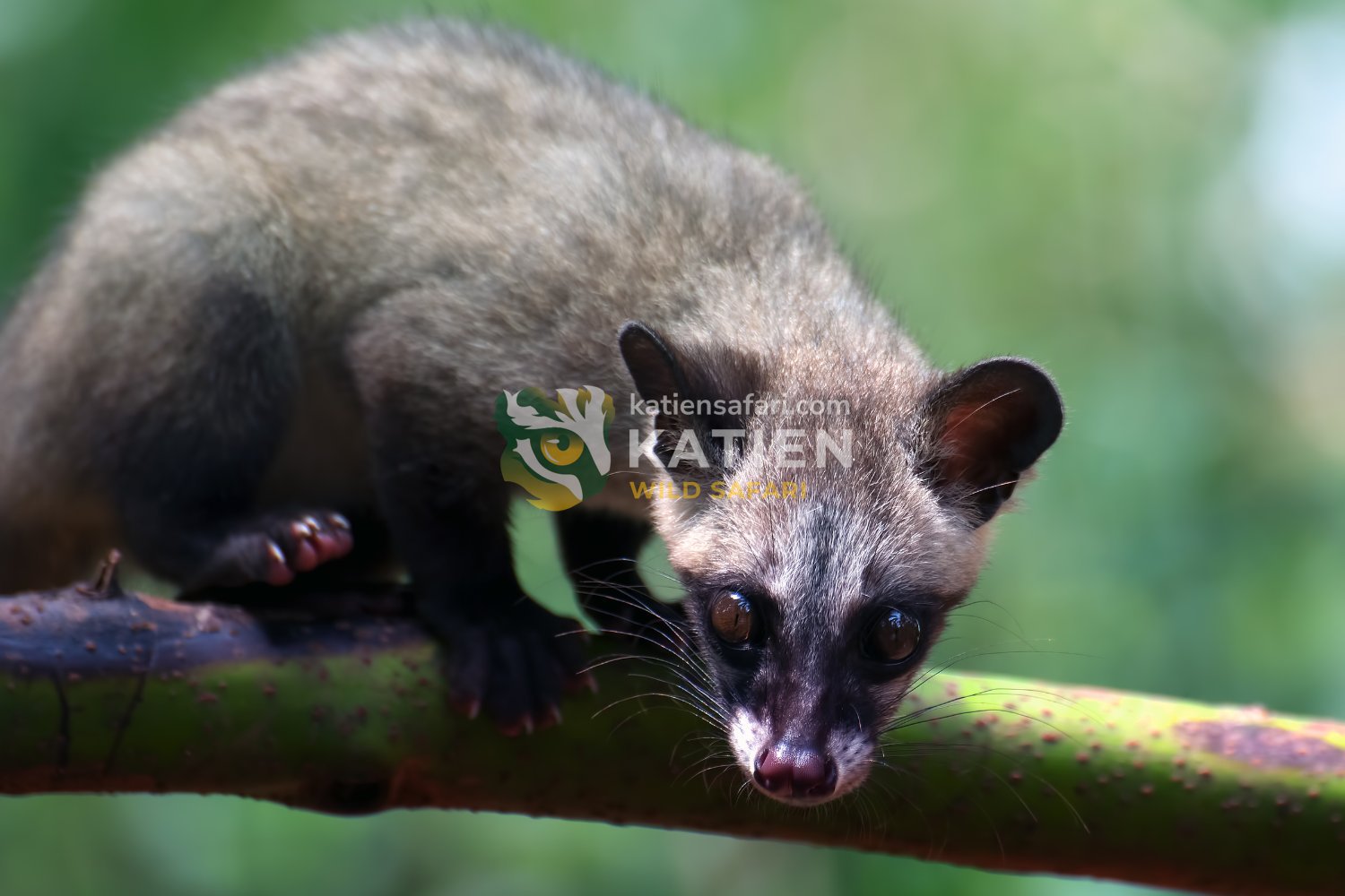 Palm civets show a slender body with short legs and a long tail.