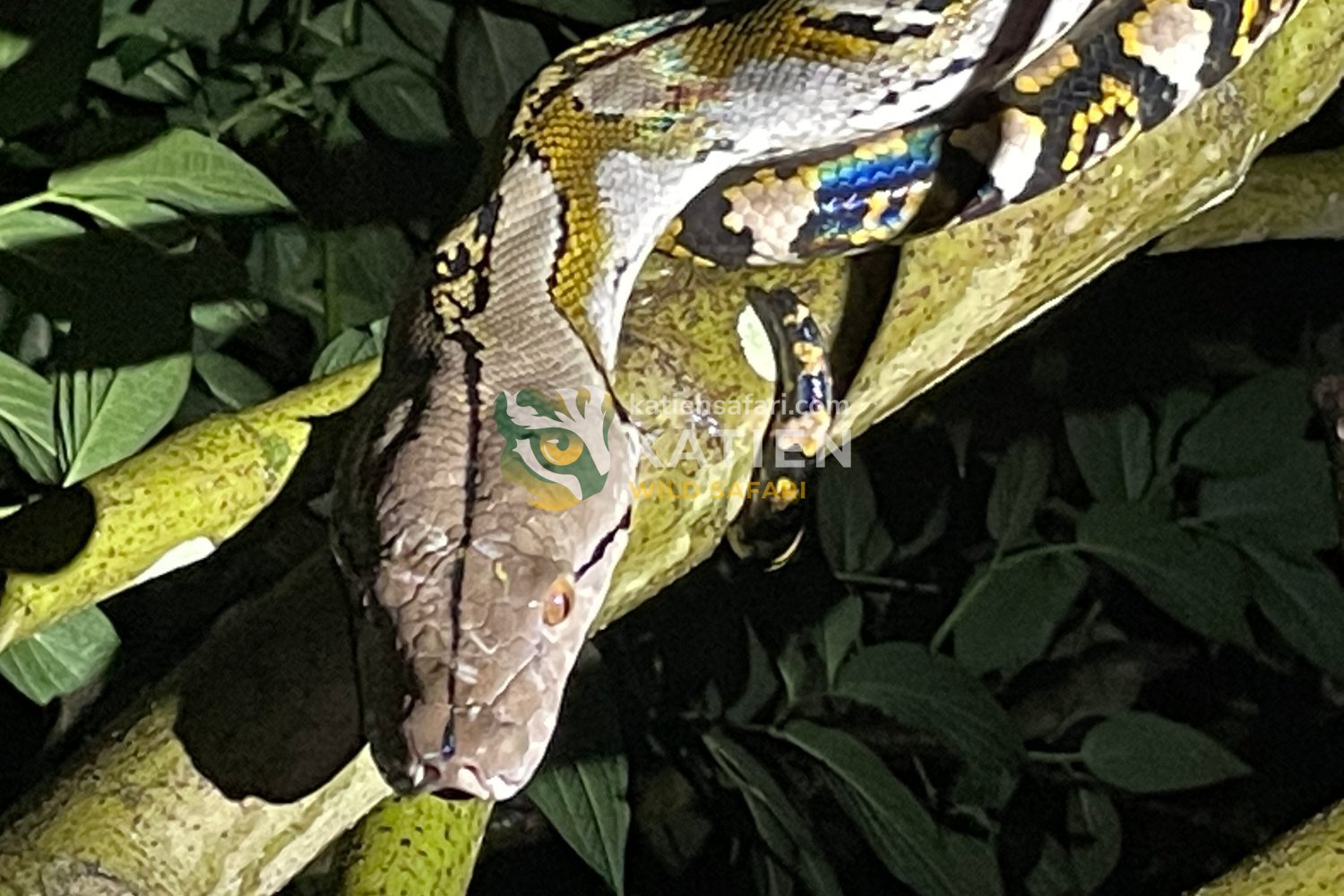 It hunts by ambush and kills prey by squeezing it tightly.