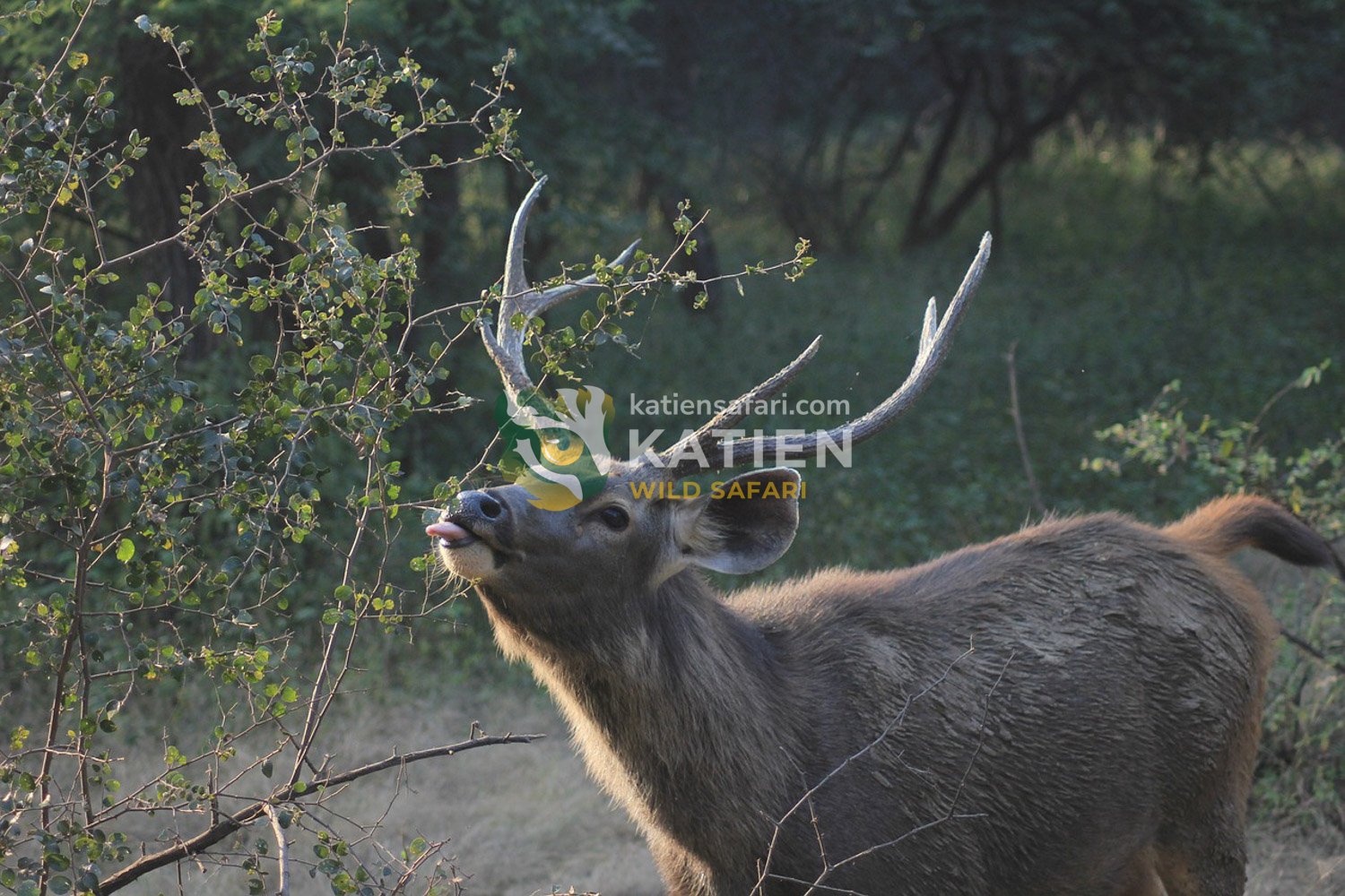 Male Sambar deer (Rusa unicolor) feeding on forest vegetation.