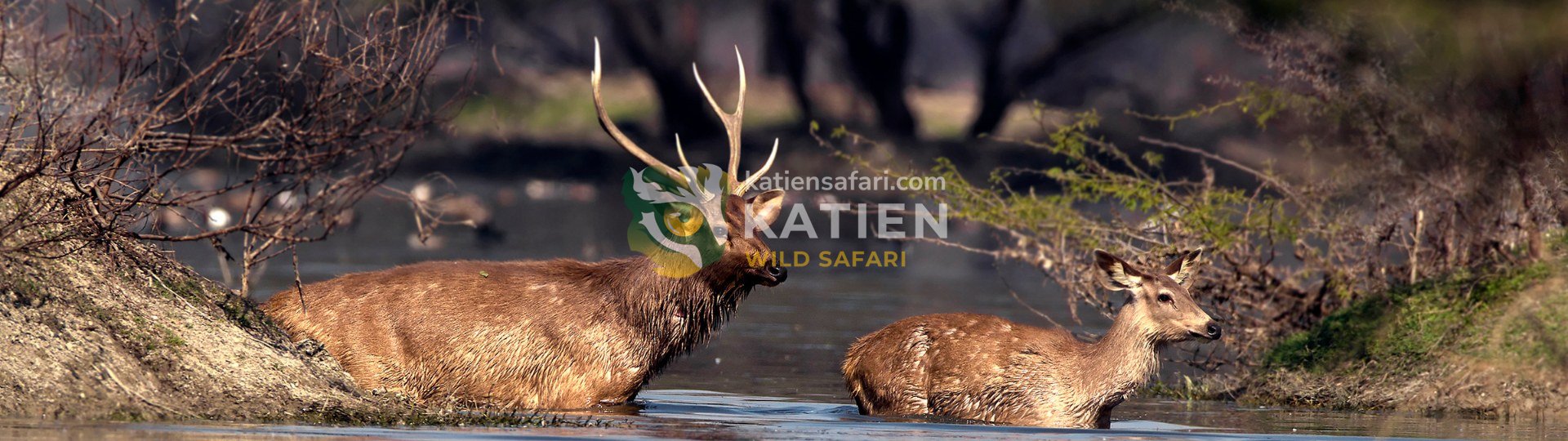 Sambar Deer (Rusa Unicolor)