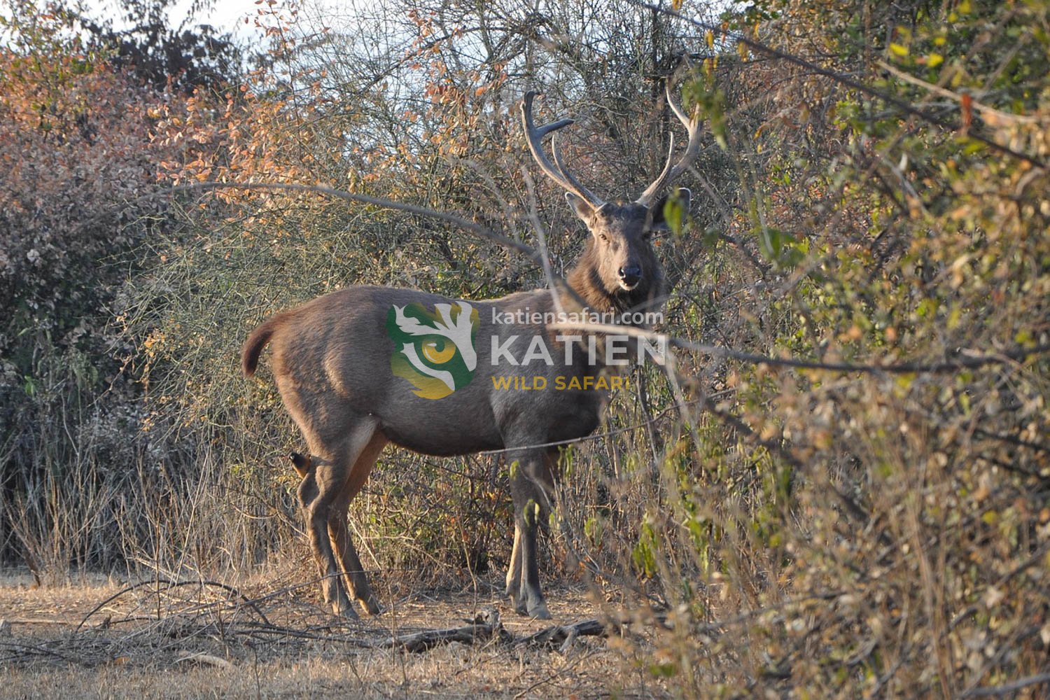 Sambar deer (Rusa unicolor) in forest edge habitat during daylight activity.