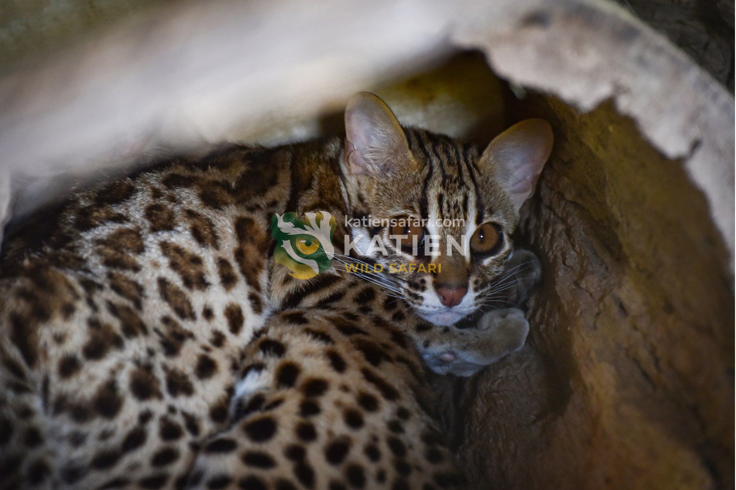 The leopard cat has a round head, short muzzle, upright ears, and black ear backs with white spots.