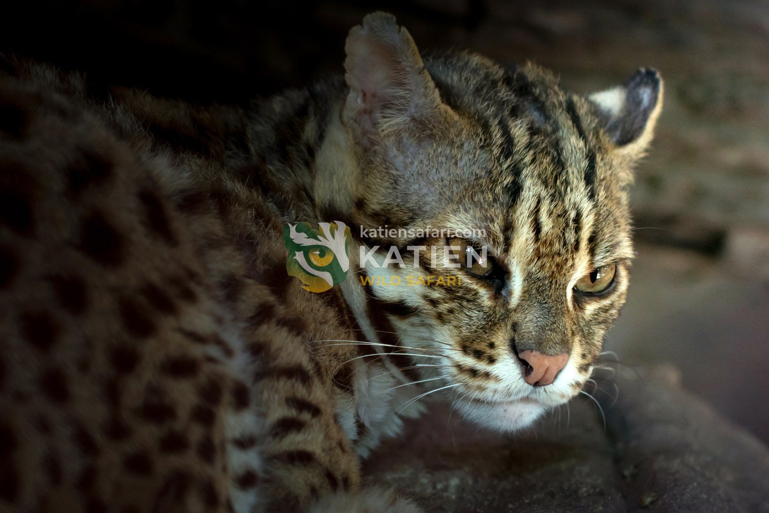 The leopard cat mainly inhabits tropical rainforests, evergreen forests, bamboo forests, and mixed woodlands.