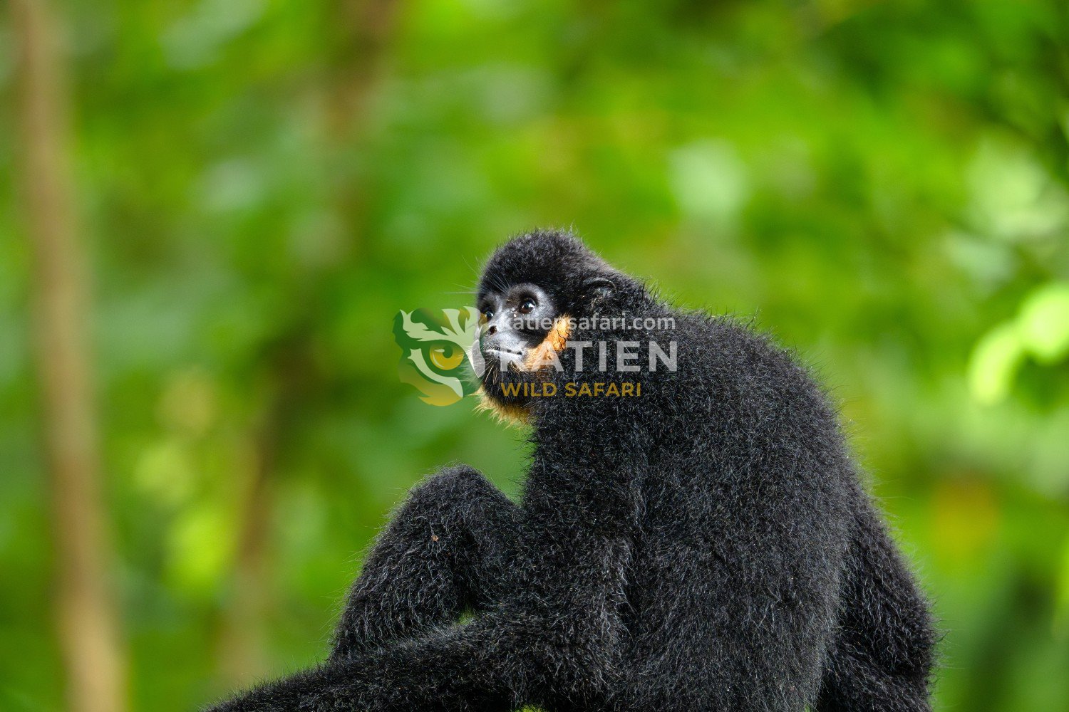 Their powerful songs rise over dark-furred silhouettes.