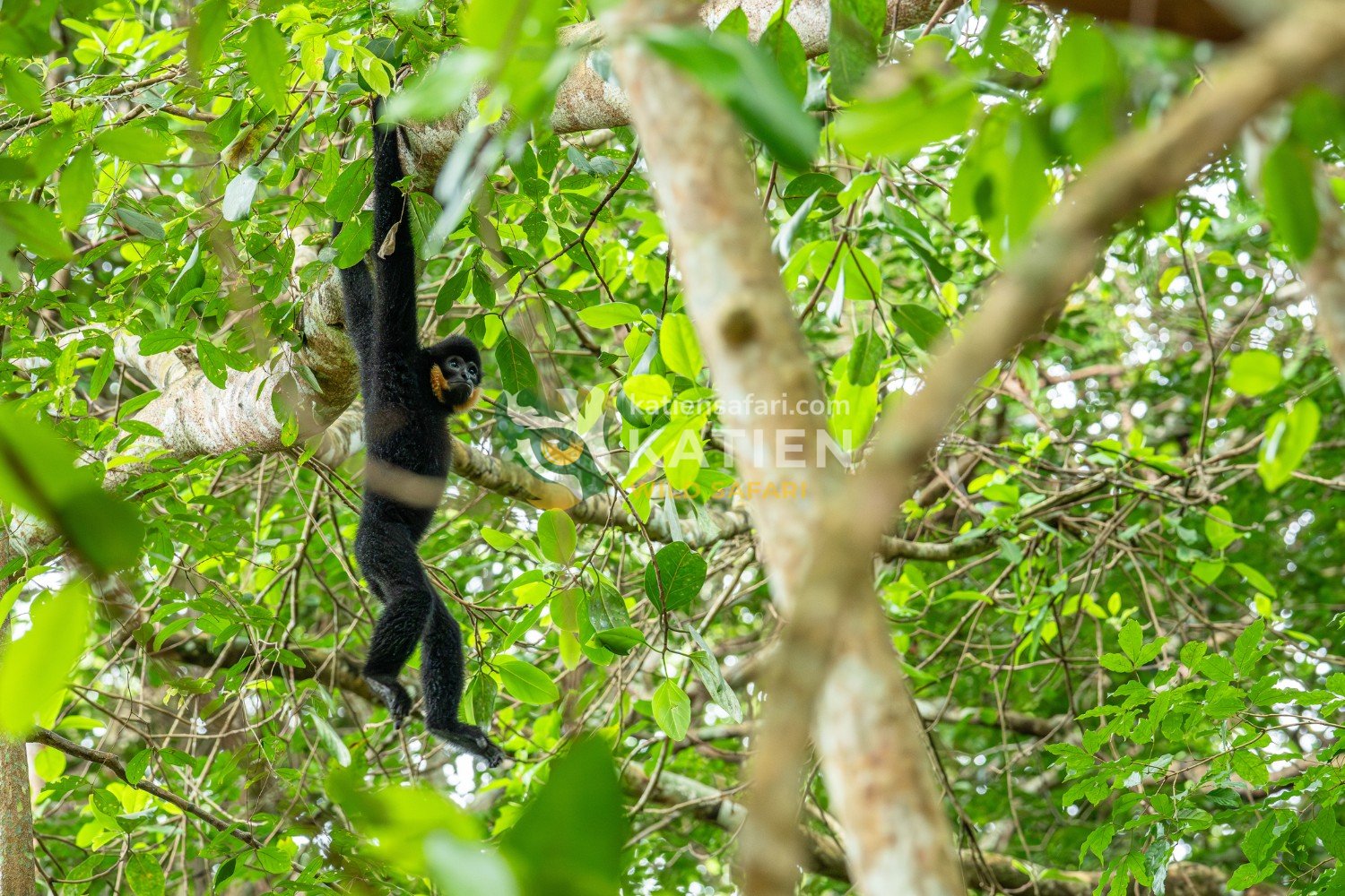 Gibbons move swiftly through treetops at sunrise.