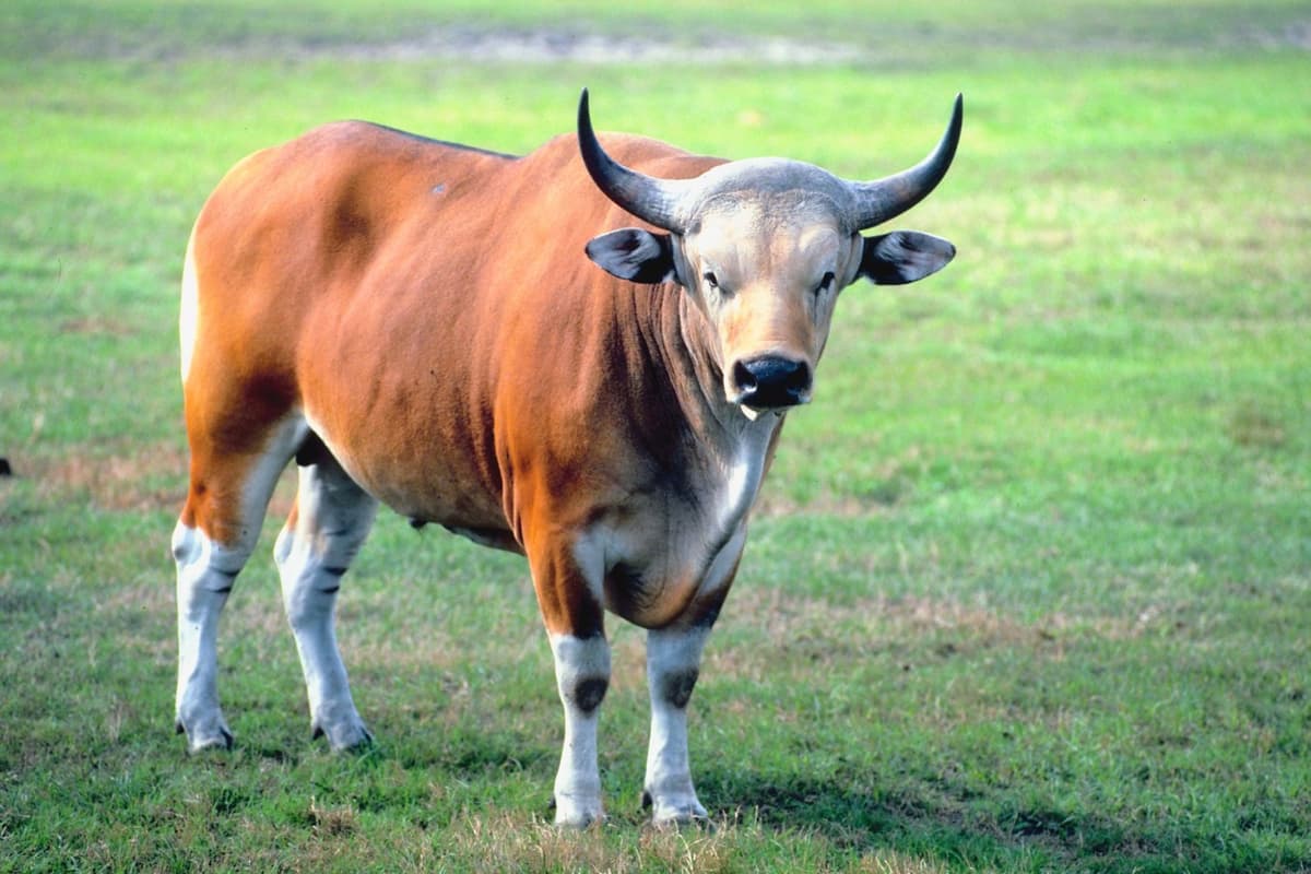 Dark coats and white lower legs give banteng a bold look.