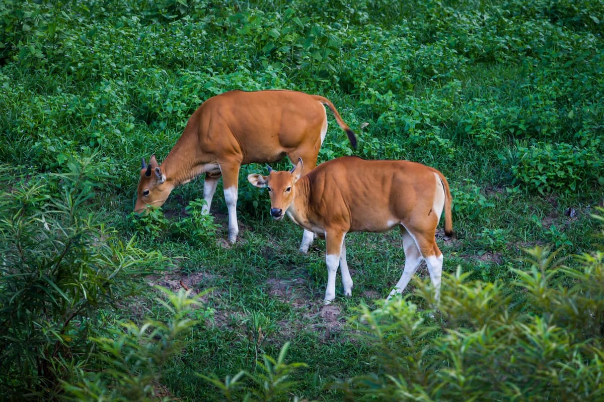 Young calves stay close to their mother for safety.