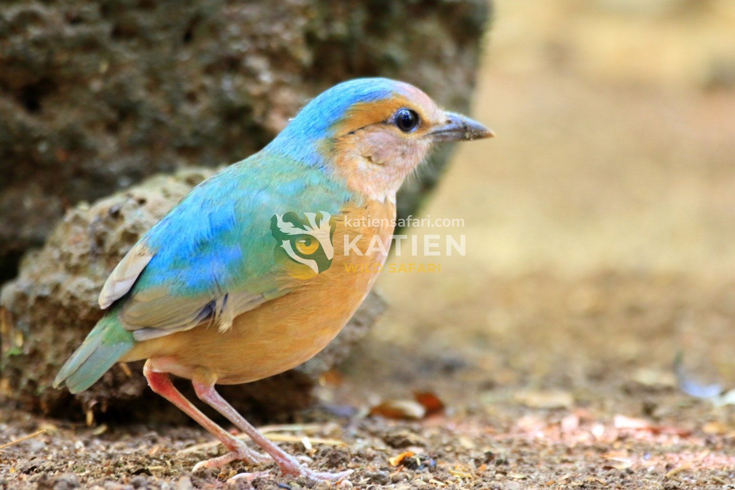 Blue-rumped pitta in Cat Tien National Park.